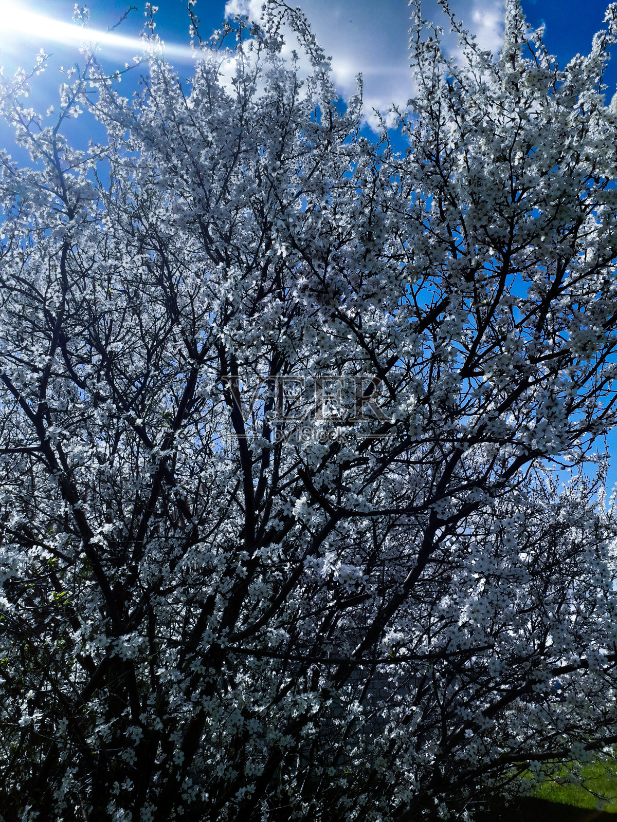 春天照片摄影图片