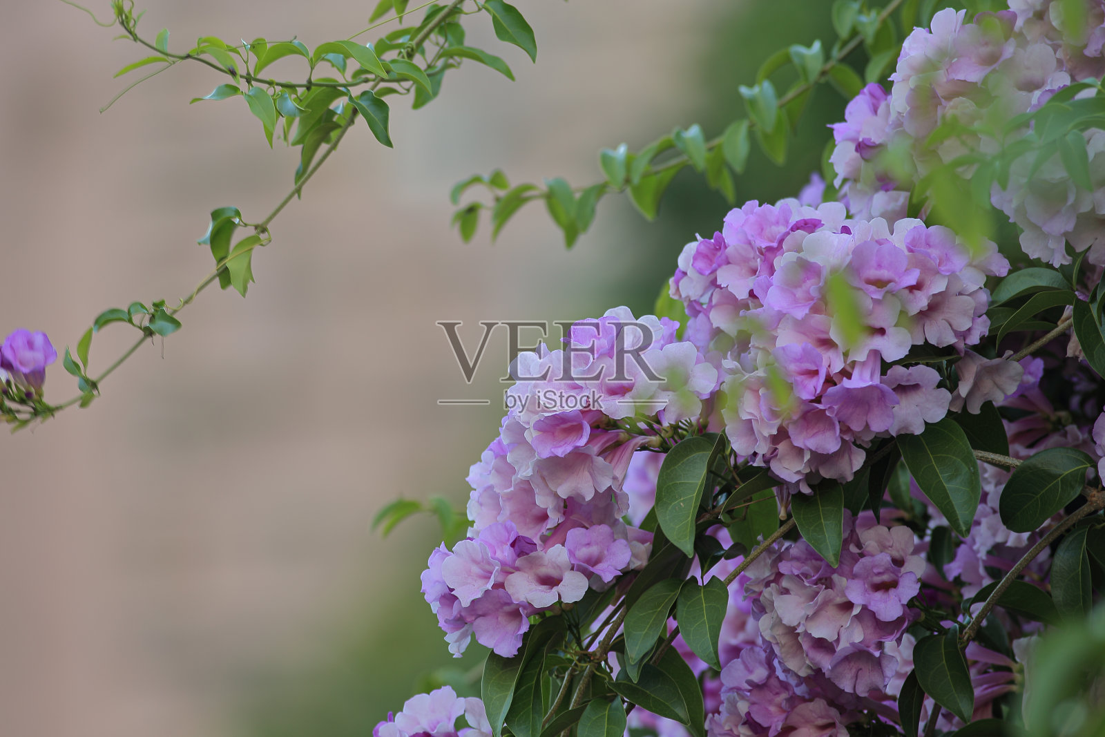 大蒜的葡萄树照片摄影图片