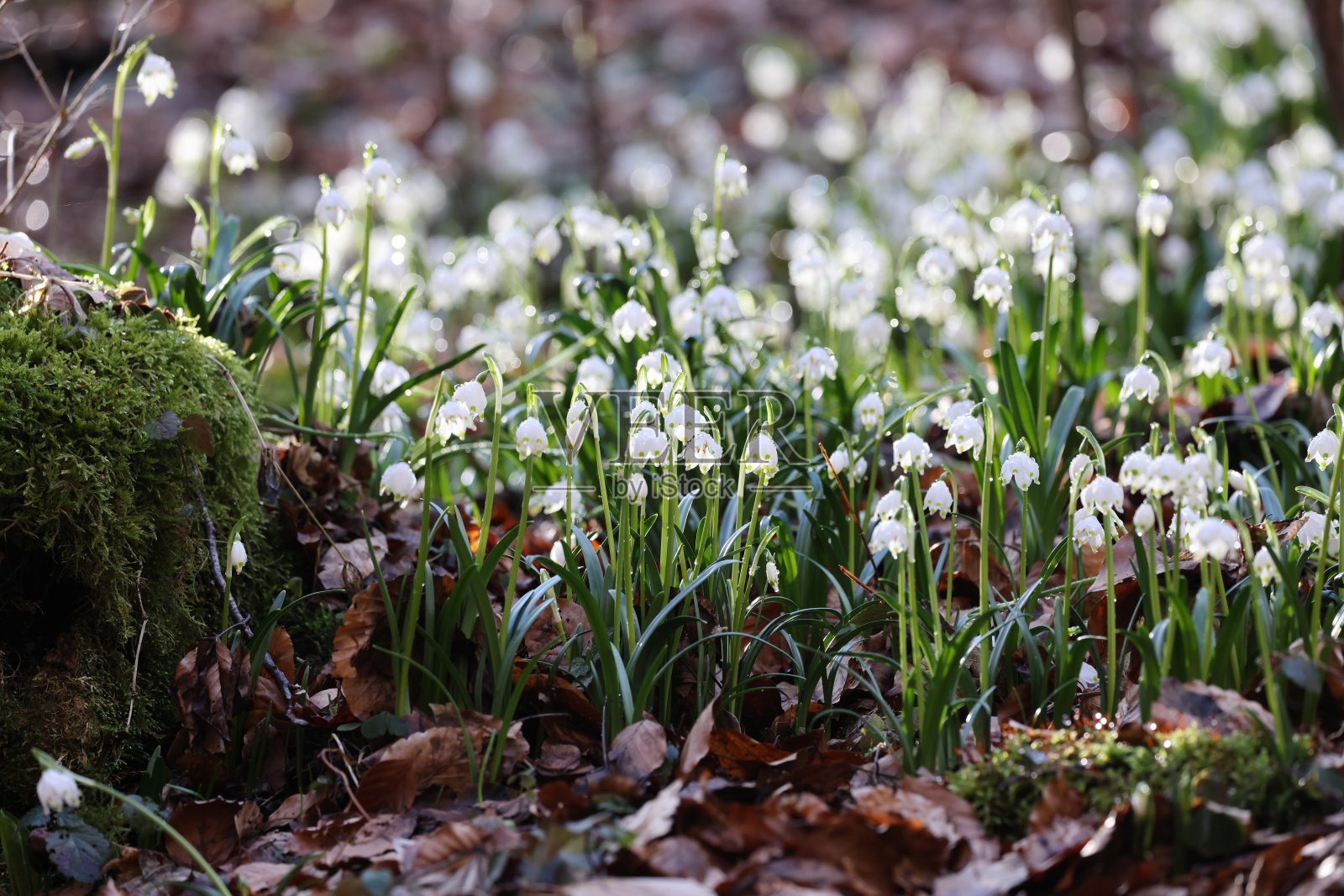 春雪，称为斯瓦比亚阿尔卑斯德国的雪花照片摄影图片