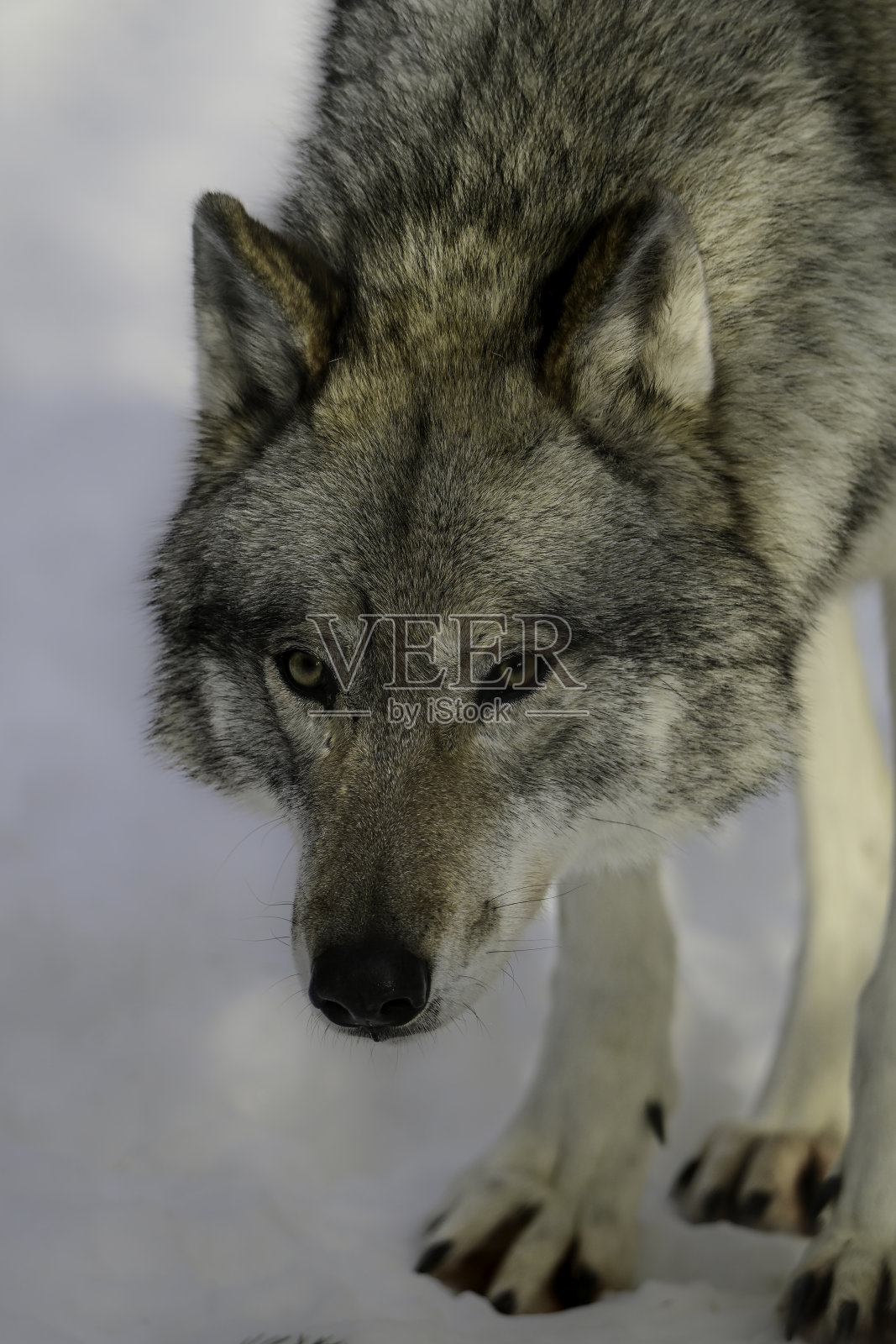 《狼的画像照片摄影图片