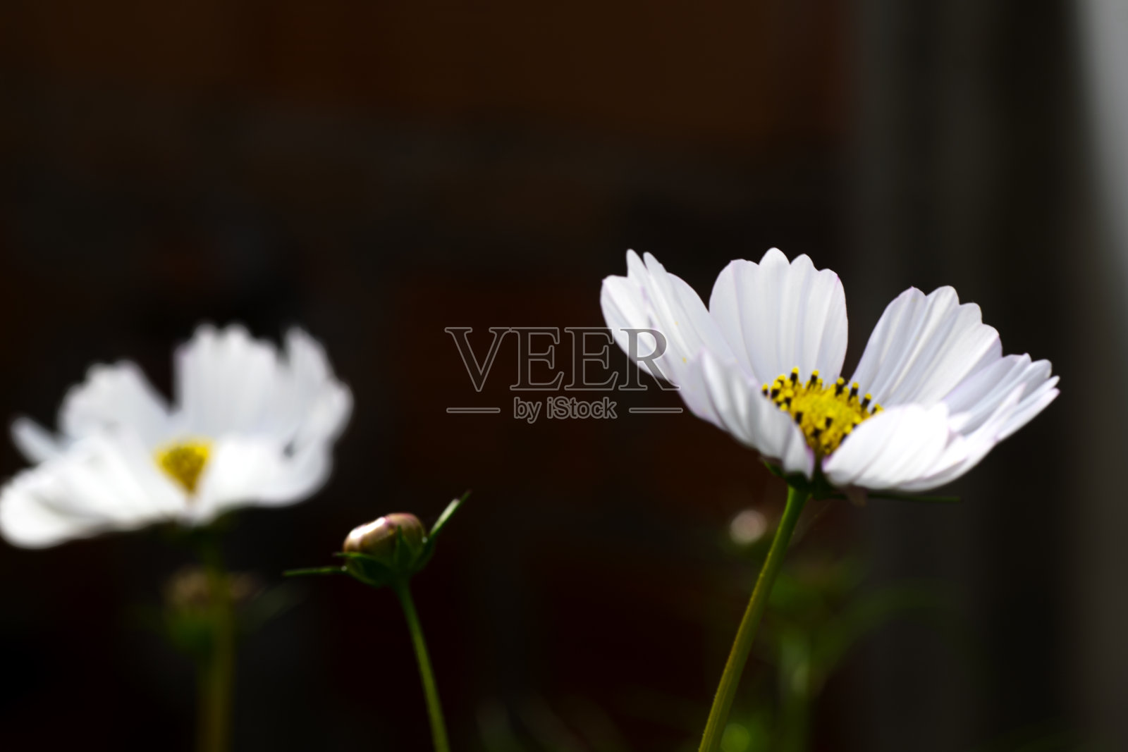 两朵白色的宇宙花和花蕾照片摄影图片