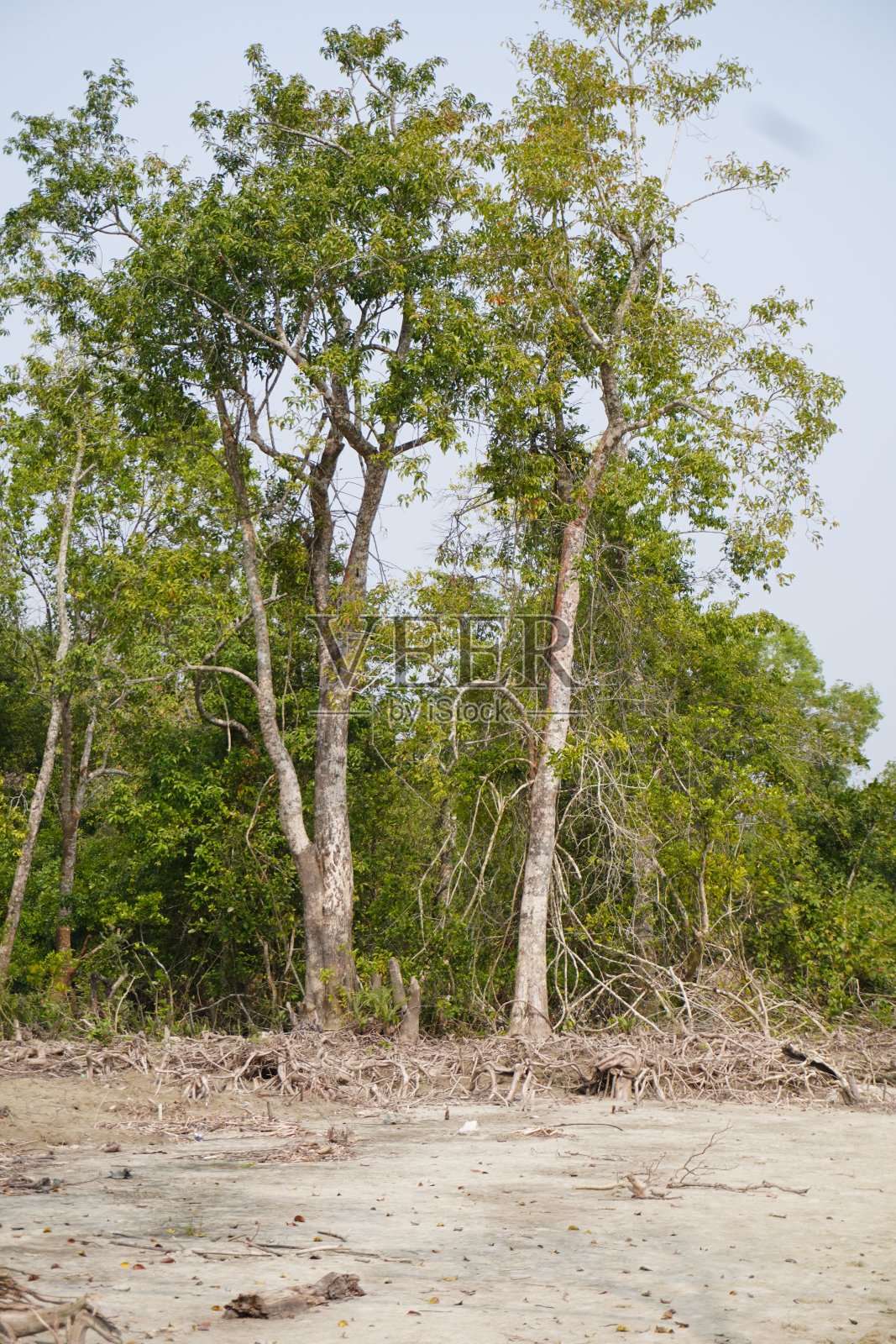 红树林照片摄影图片