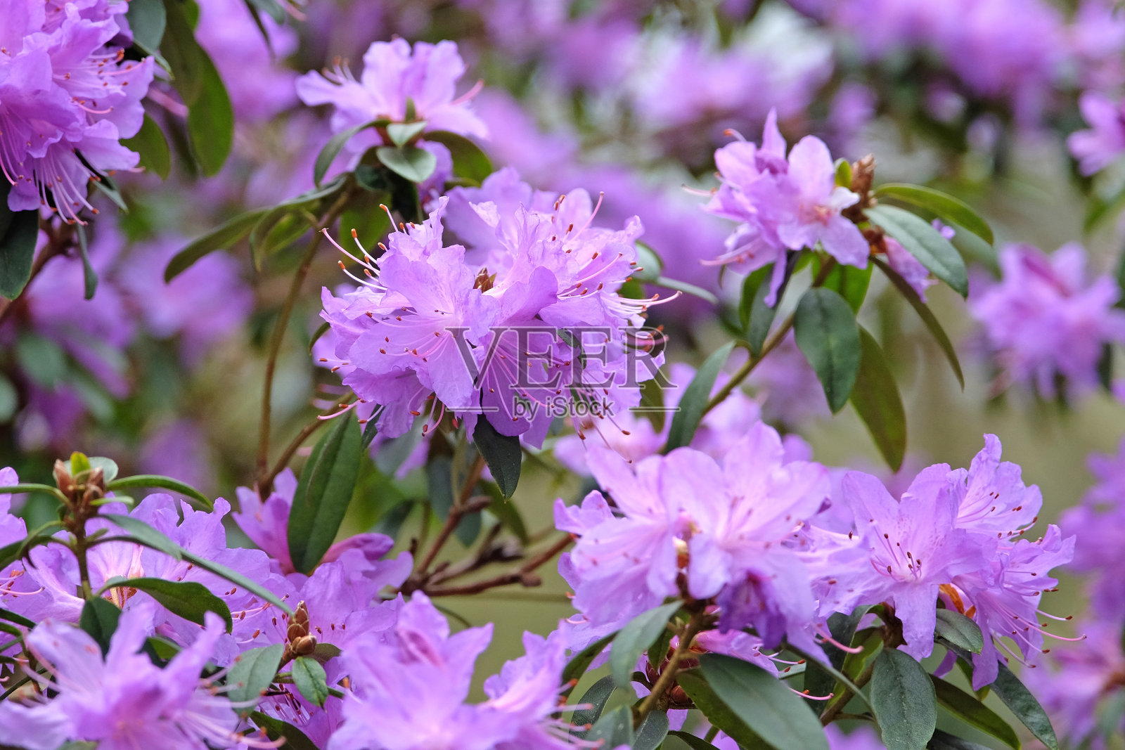 紫杜鹃花紫水晶。照片摄影图片