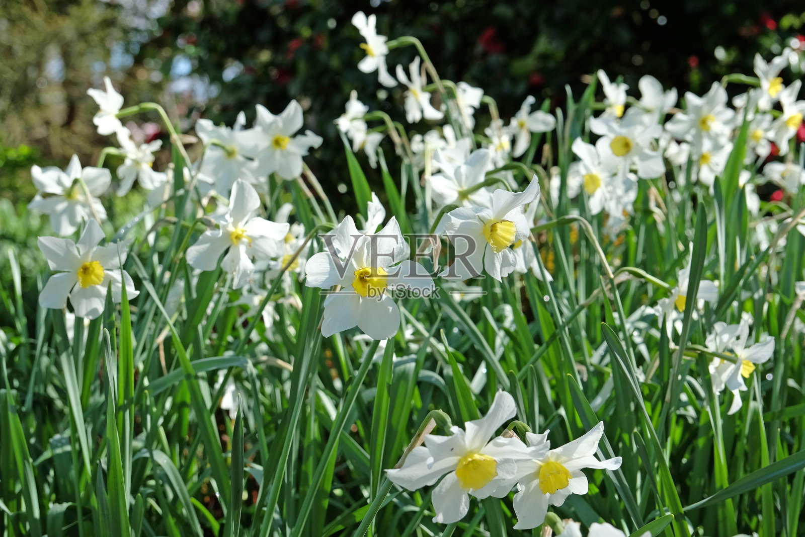 白色诗人的水仙花，水仙花。照片摄影图片