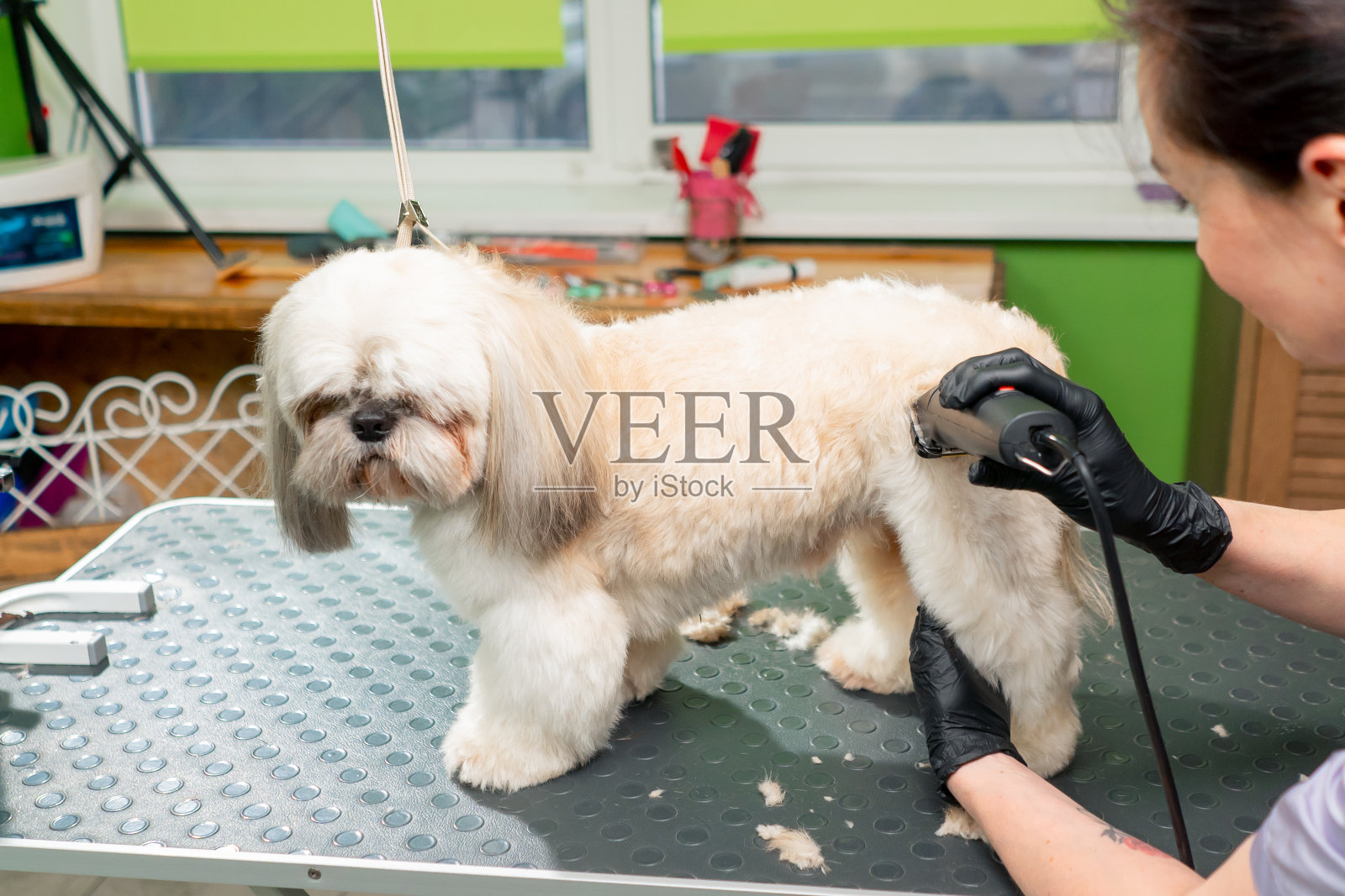 在美容沙龙里，小白狗狗的美容师会给它修剪身体，并把毛发剪短照片摄影图片