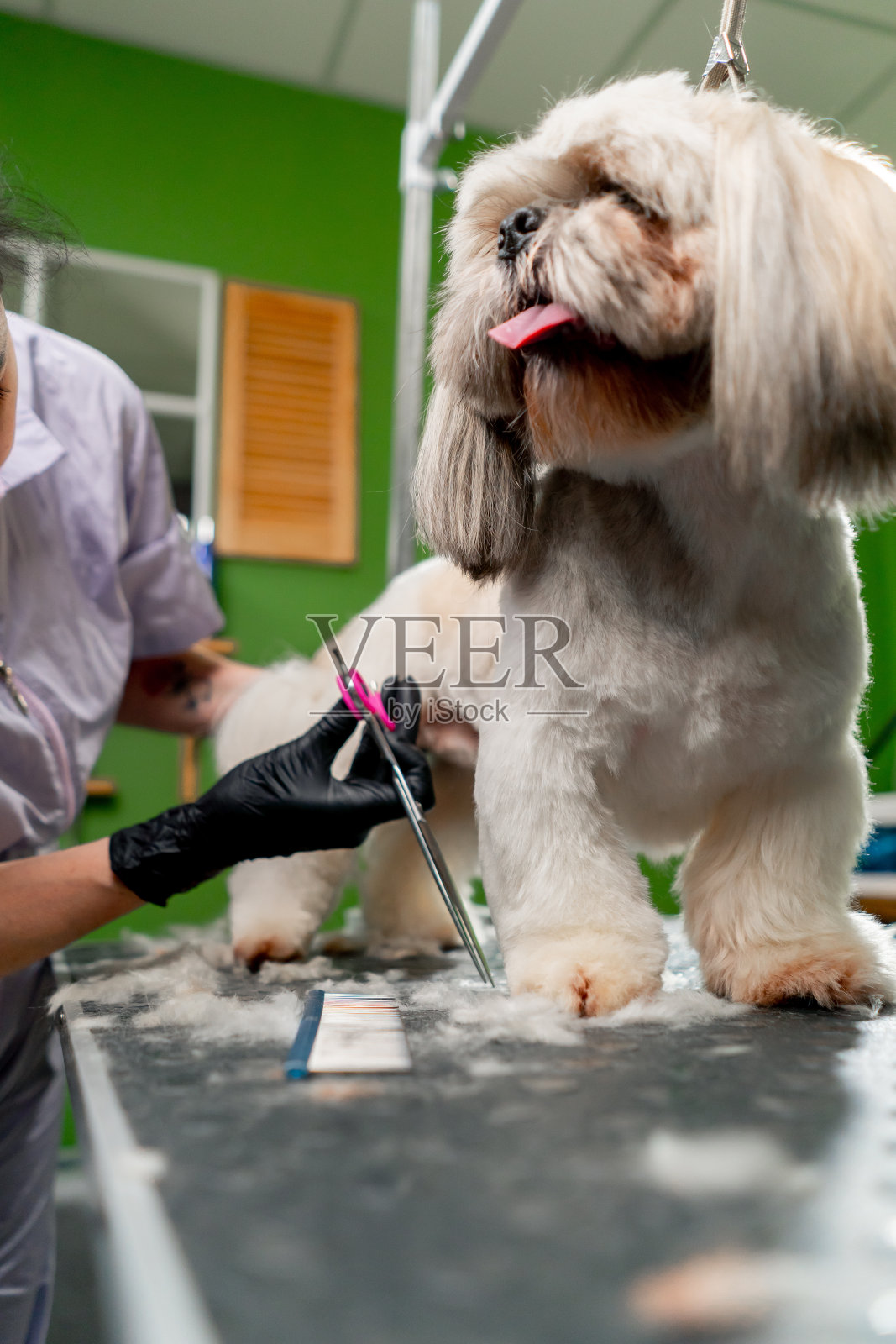 在美容院，小白斯皮兹正在接受美容师的洗腿程序照片摄影图片