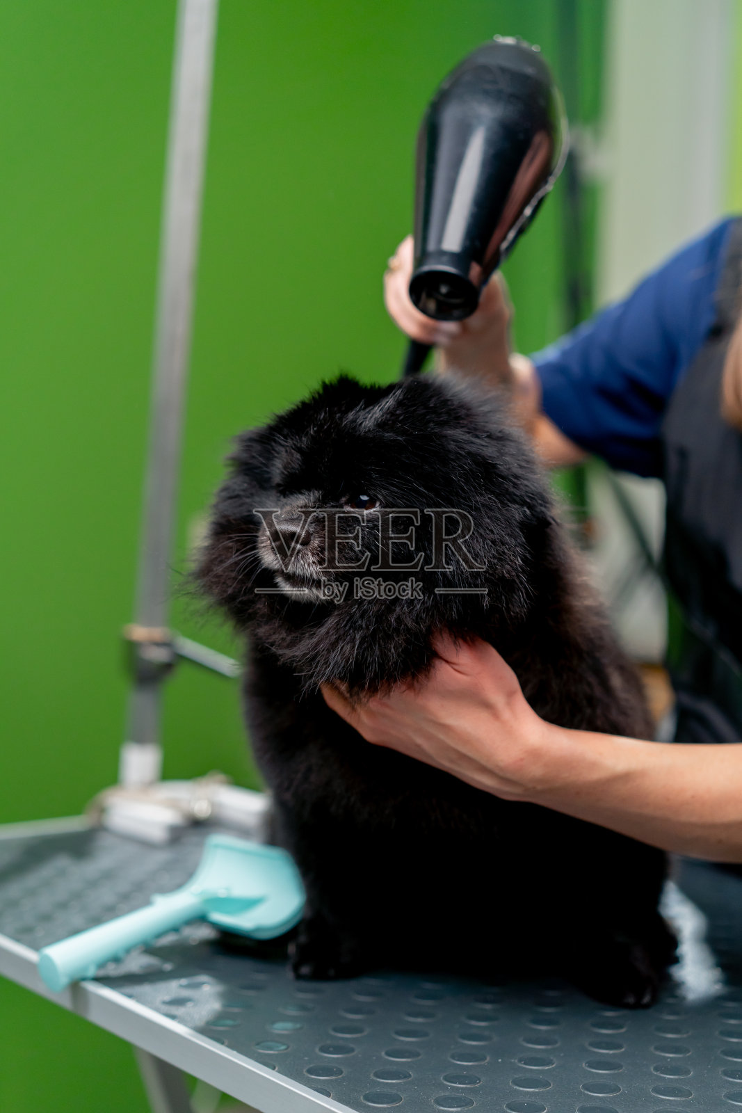 近距离摄于美容沙龙，美容师用吹风机吹干一只黑色的小猎犬照片摄影图片