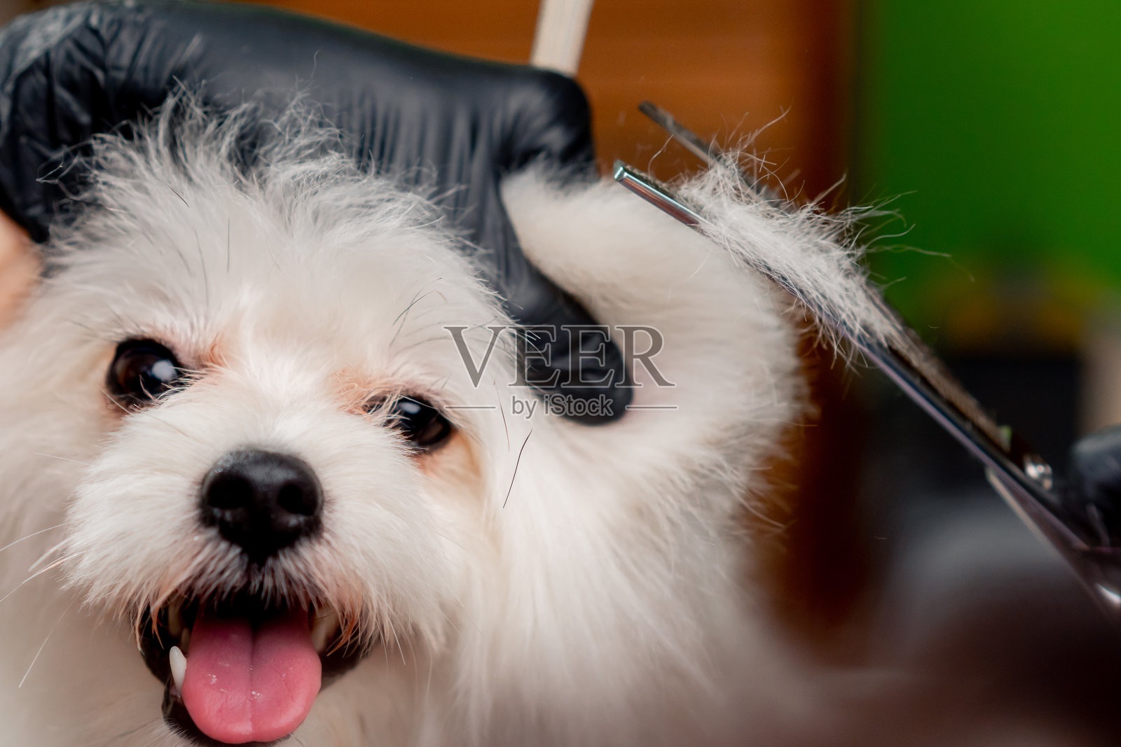 在美容沙龙里，一只白色的小斯皮兹正在被清洗和修剪耳朵和爪子照片摄影图片