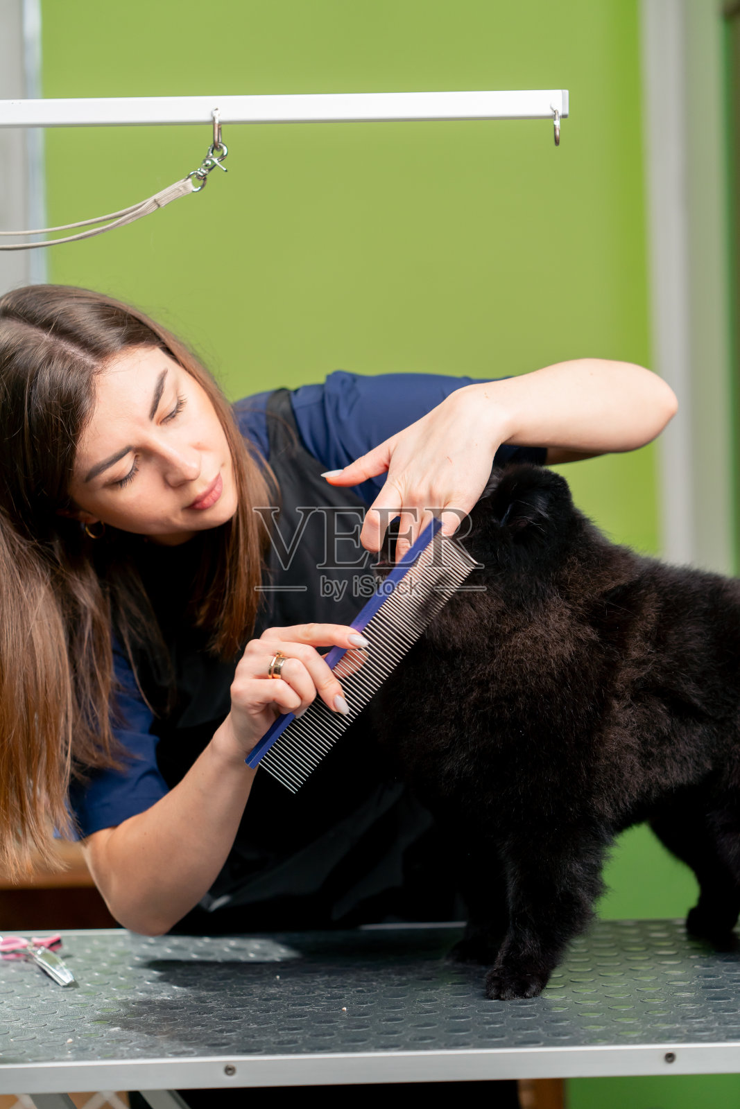 在美容沙龙里，理发师用梳子和剪刀给小狗修剪毛发照片摄影图片