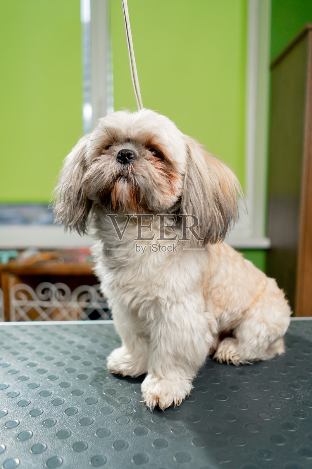 在美容沙龙里，浅色的小狗坐在桌子上等待美容师照片摄影图片