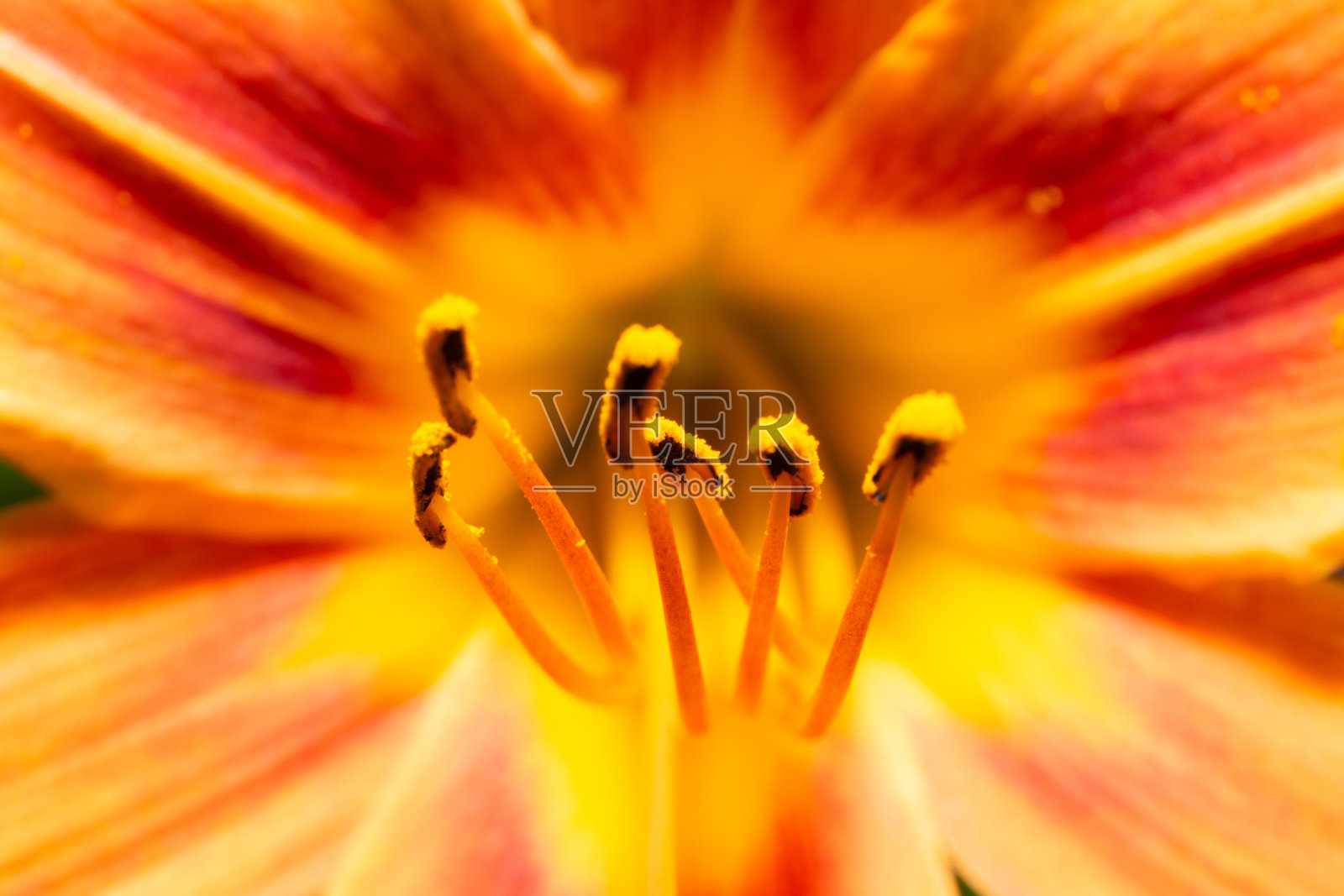 水仙花特写照片摄影图片