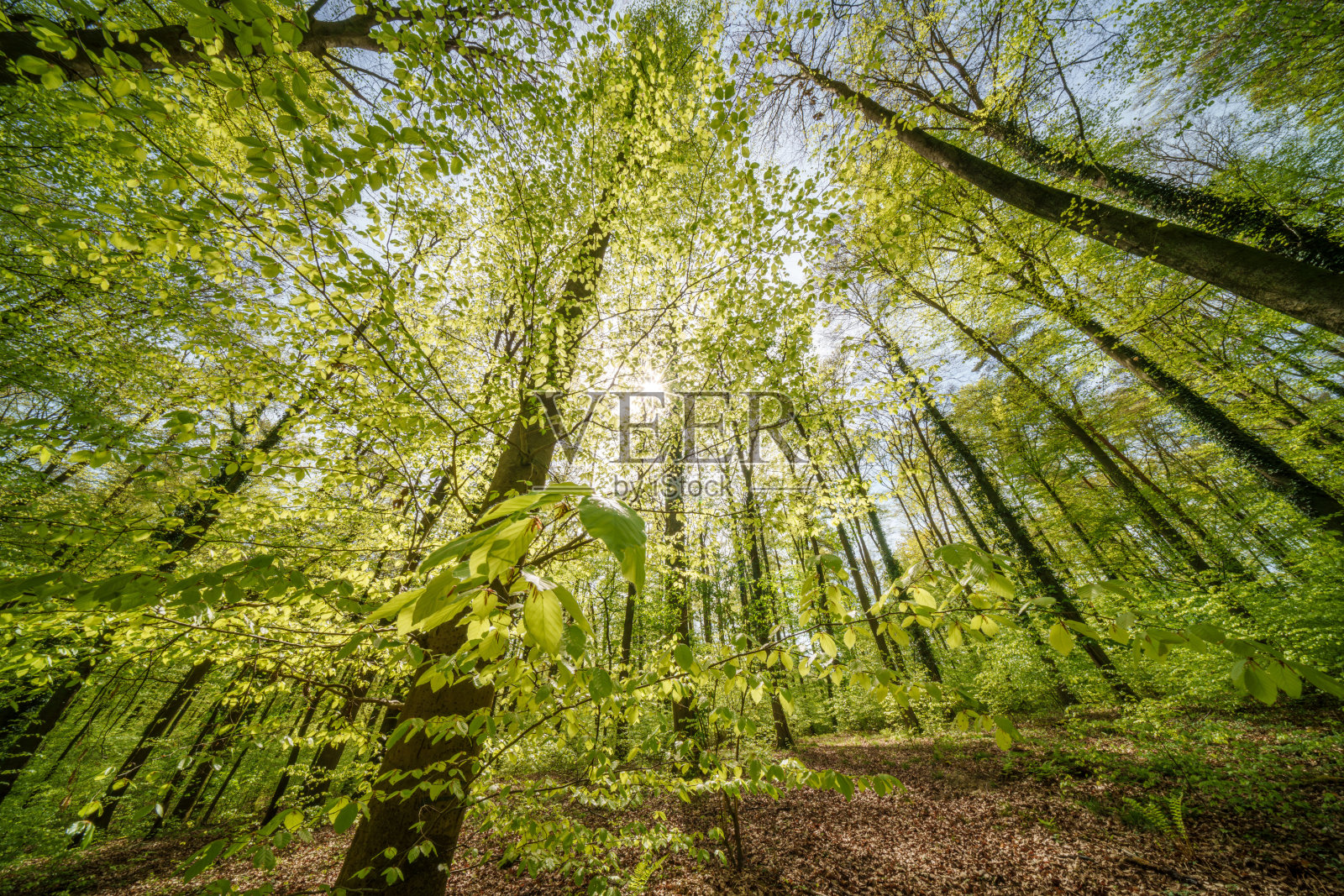阳光透过树枝遮荫的森林树木照片摄影图片
