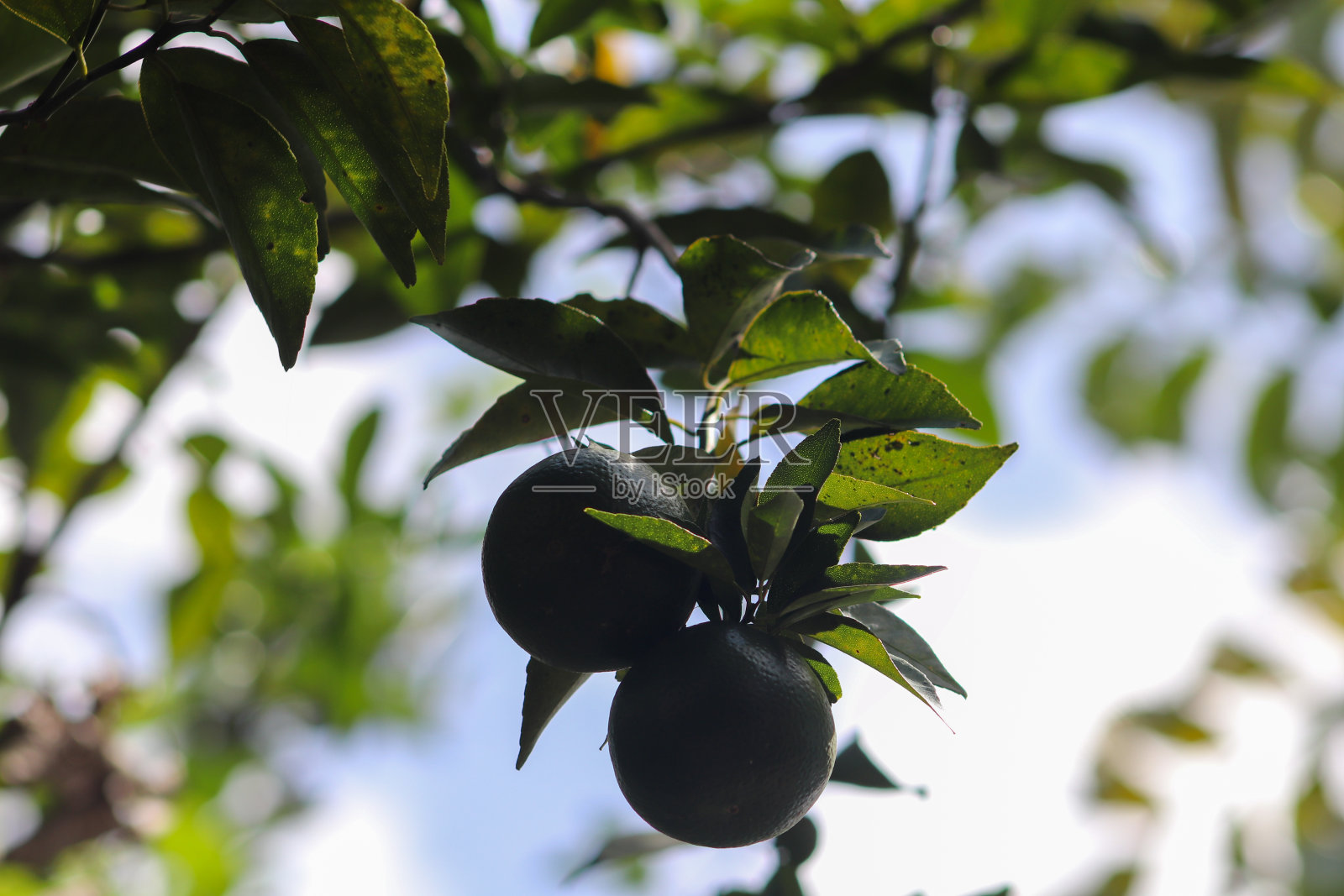 近距离照片的橘子，jerul树照片摄影图片