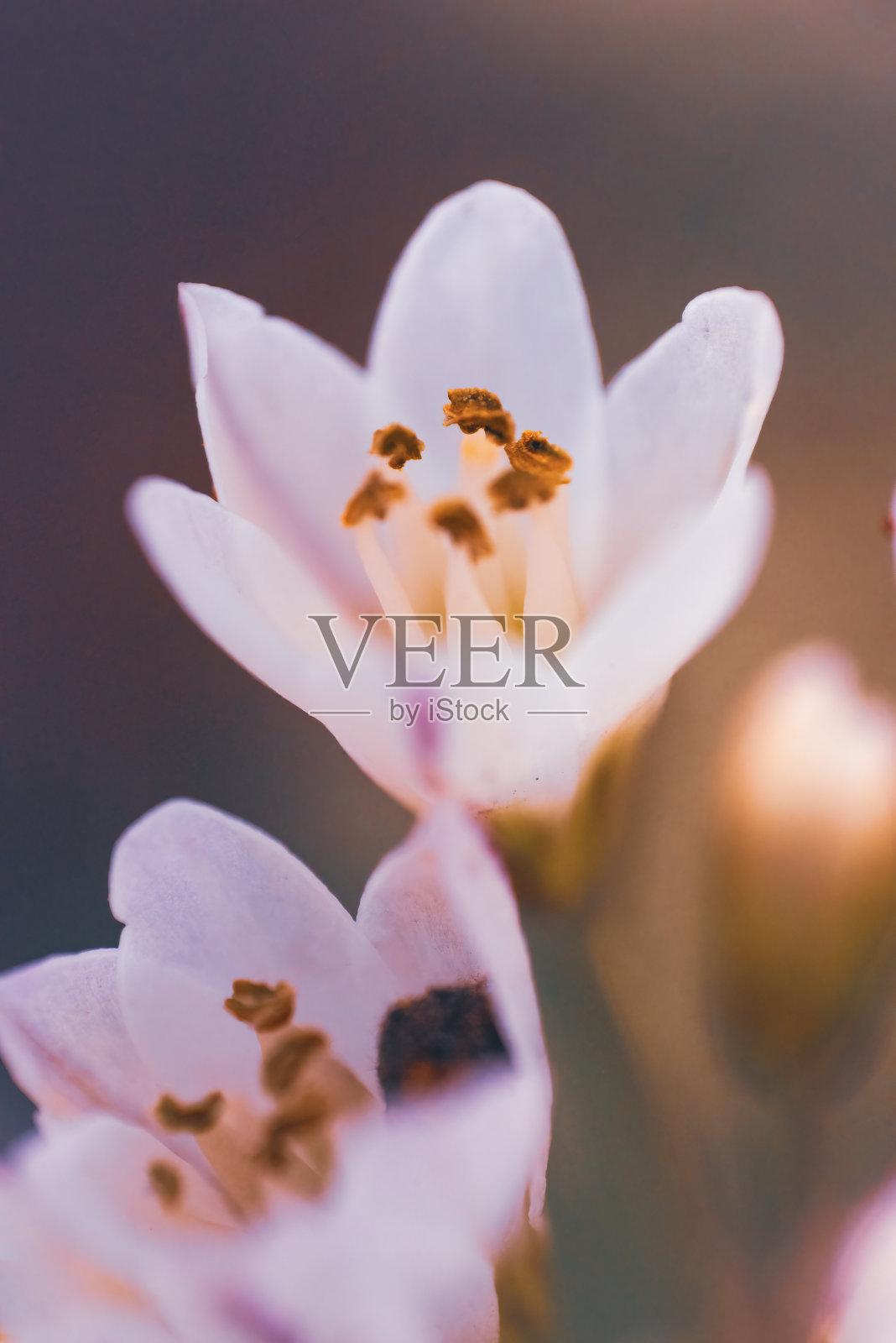 假洋葱草的特写照片摄影图片