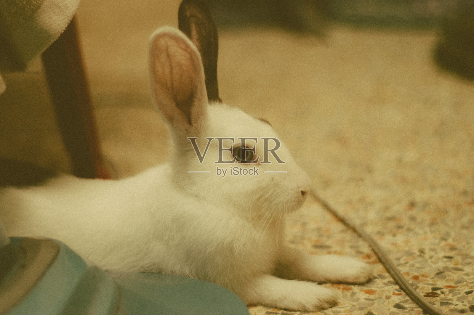 可爱的泰国兔子照片摄影图片