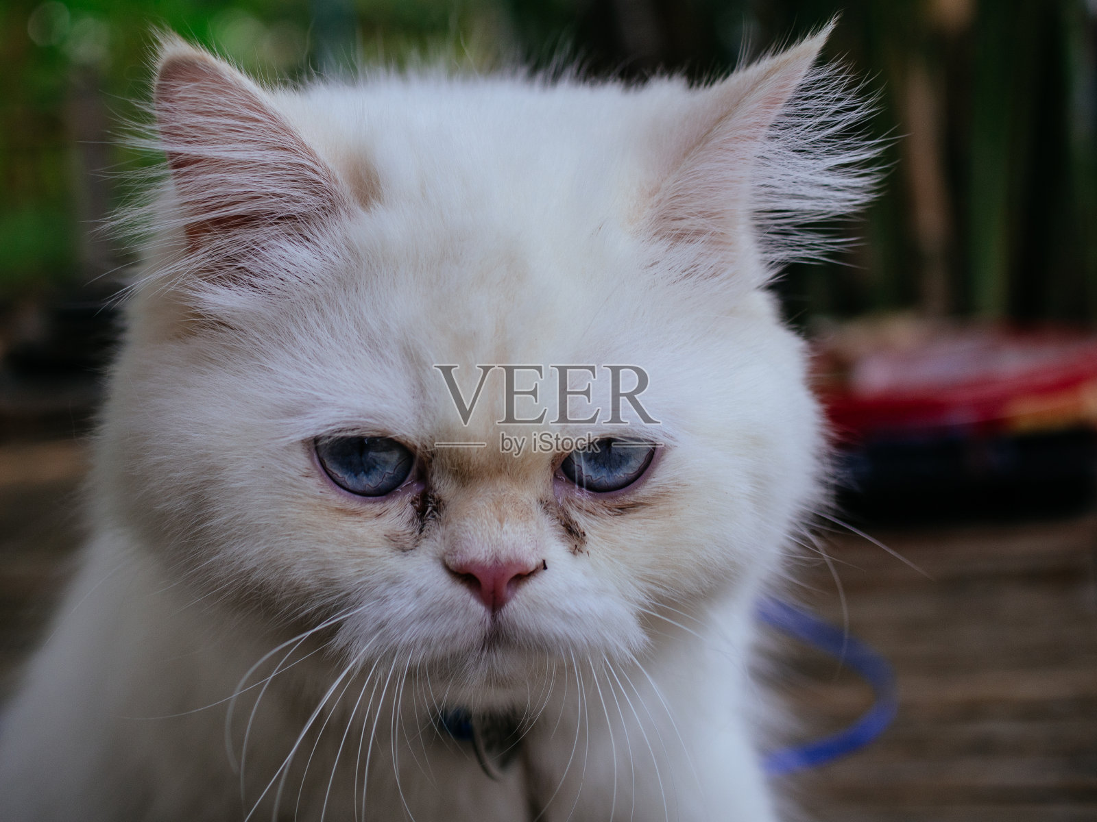 可怜的白猫照片摄影图片