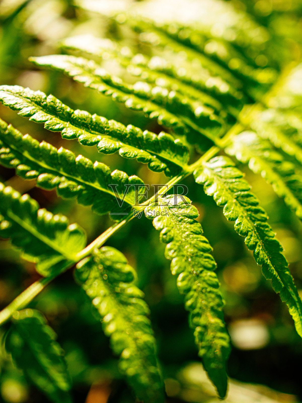 绿蕨叶照片摄影图片