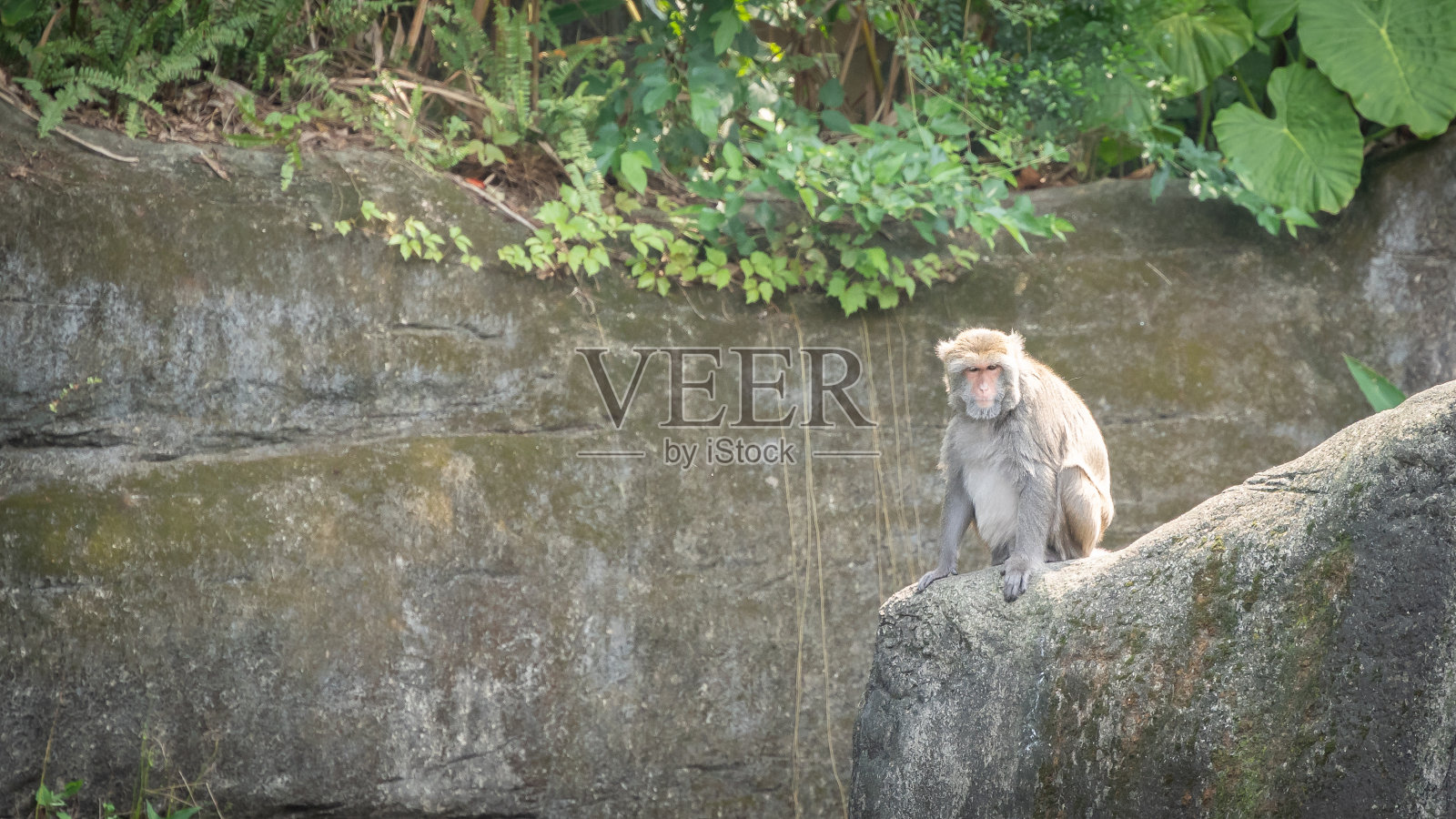 台湾台北，猕猴坐在岩石上看着镜头照片摄影图片