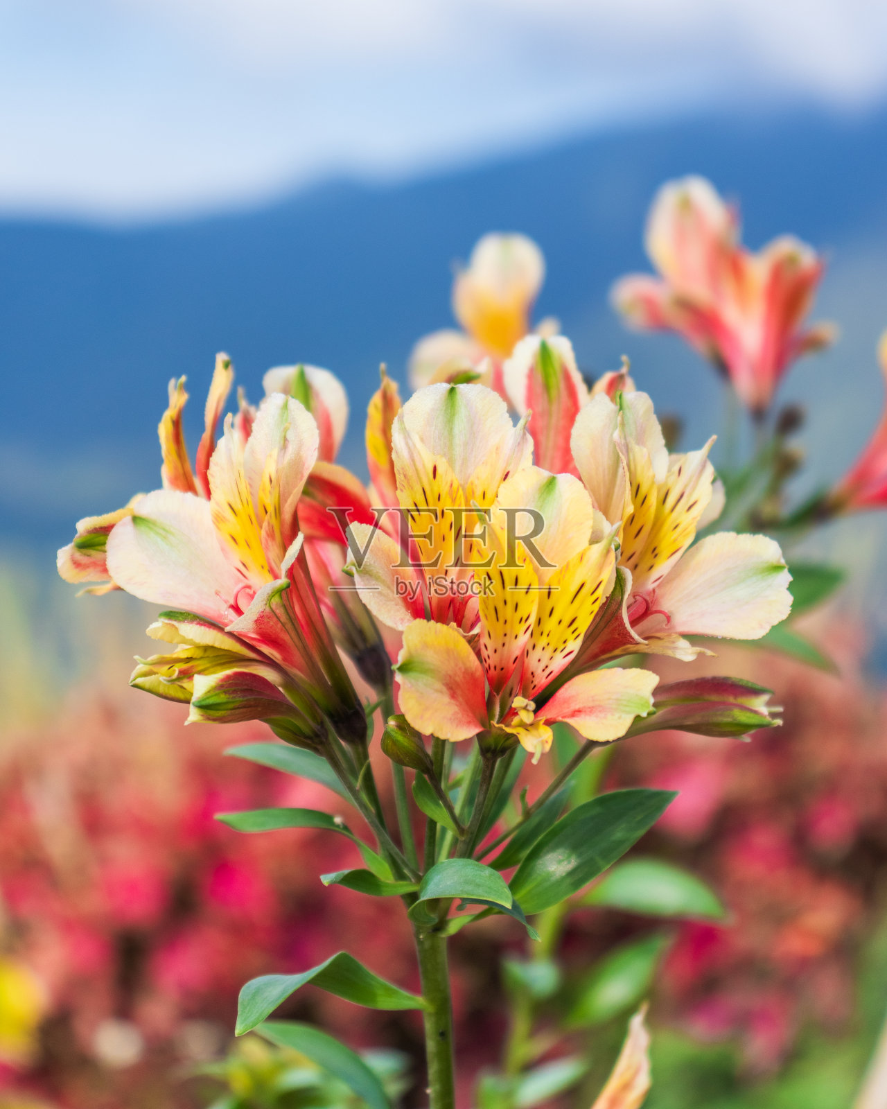 百合花与模糊的背景股票照片照片摄影图片