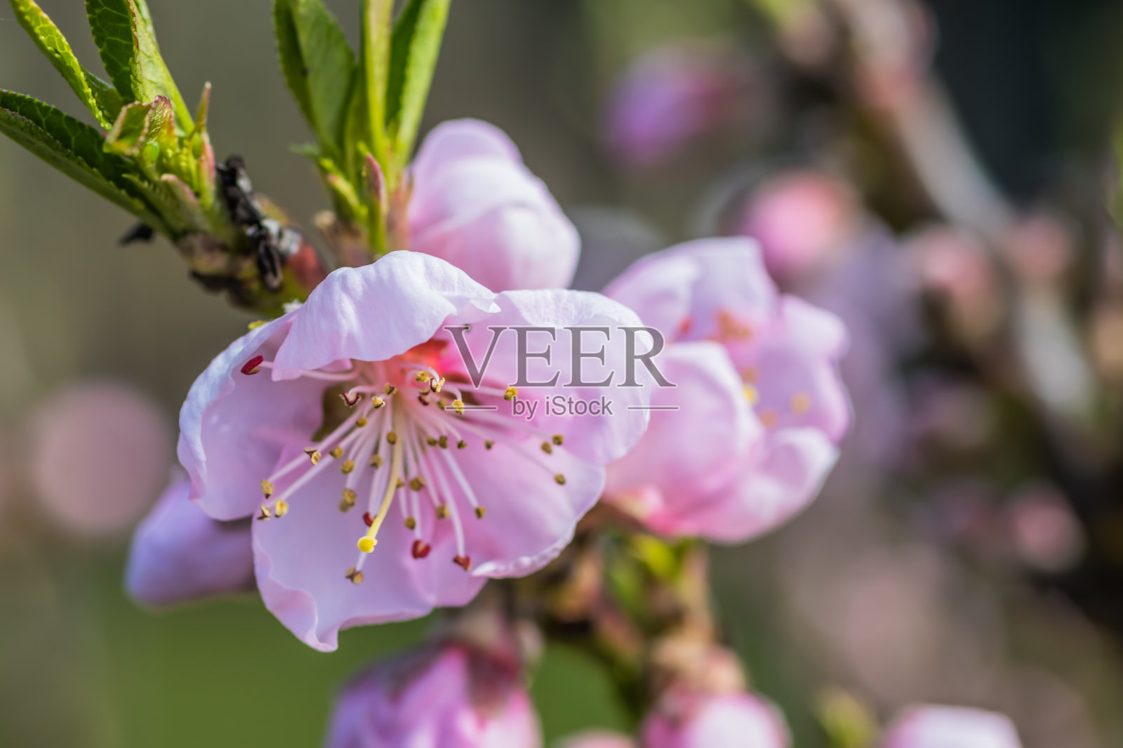 在一个阳光明媚的日子里，以蓝天为背景的桃花枝。在早春盛开娇嫩的粉红色花朵。在早春开粉红色的花。特写镜头照片摄影图片