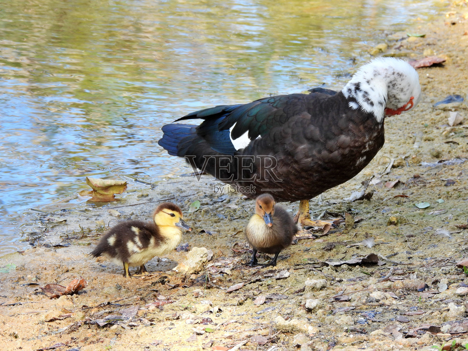 番鸭(Cairina moschata)照片摄影图片