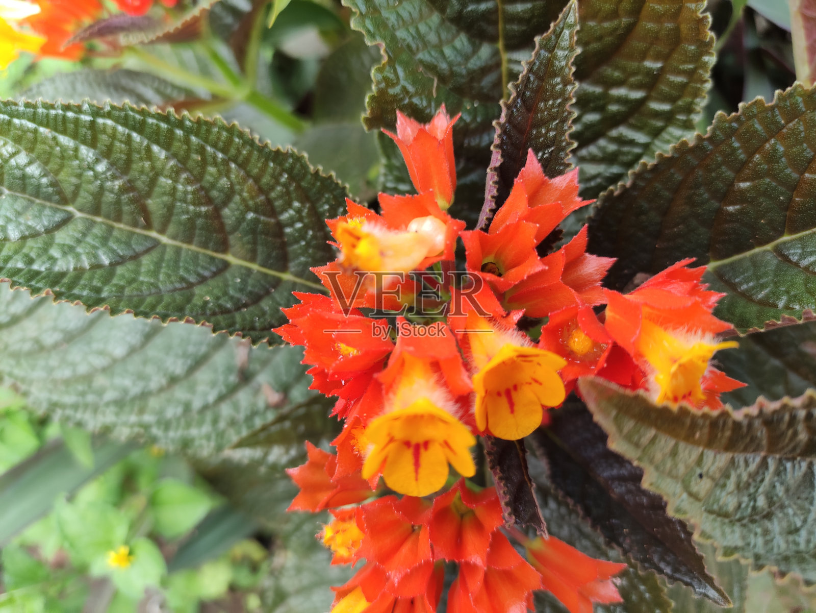 橙花开花照片摄影图片