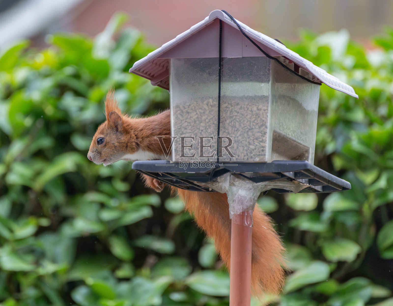 Eichhornchen照片摄影图片