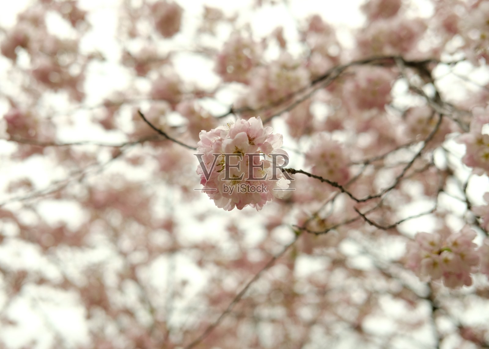 樱花盛开，四月，多伦多照片摄影图片