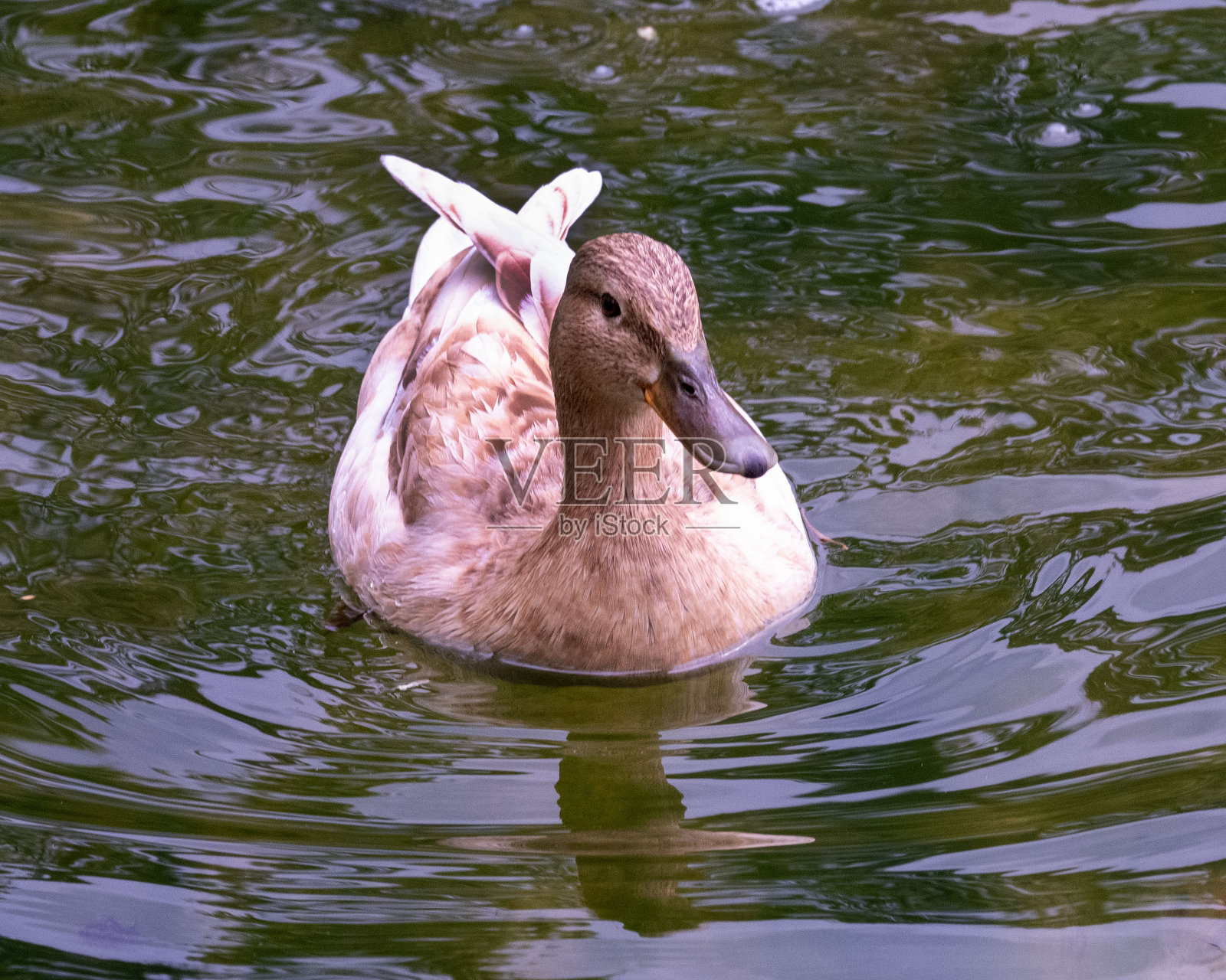 野鸭照片摄影图片