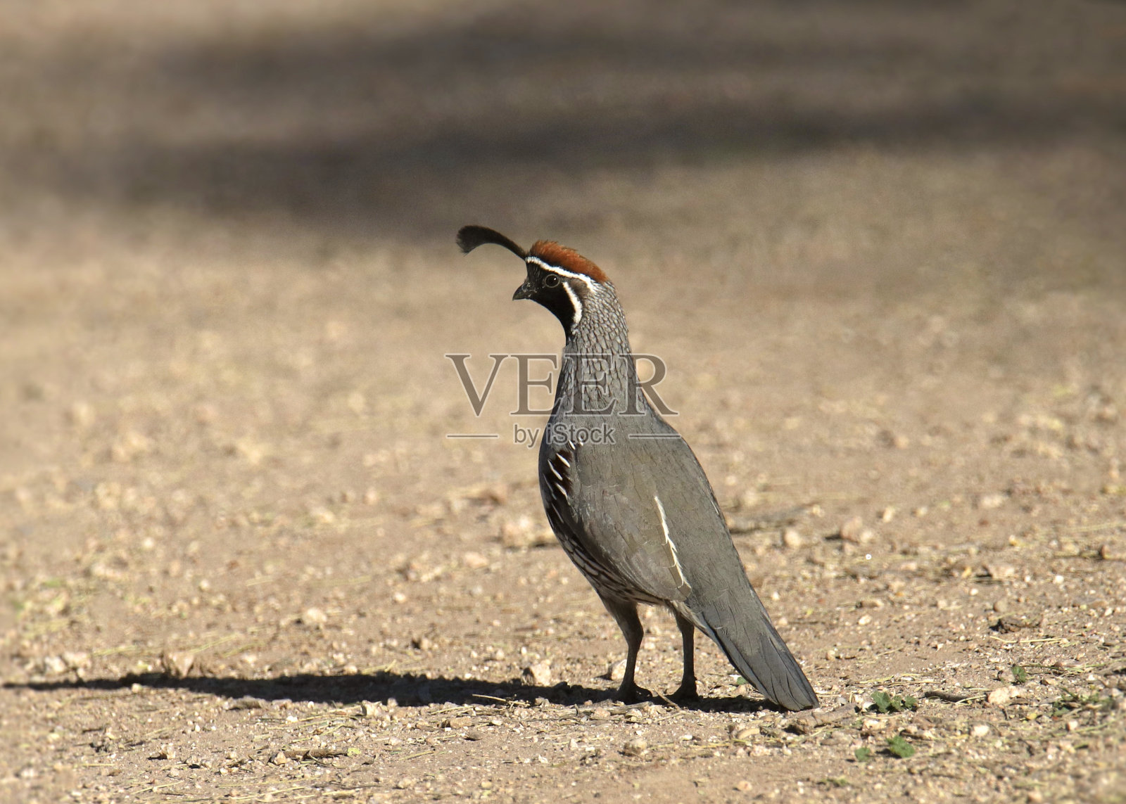 甘贝尔鹌鹑(雄性)(callipepla gambelii)在光秃秃的地面上摆好姿势照片摄影图片