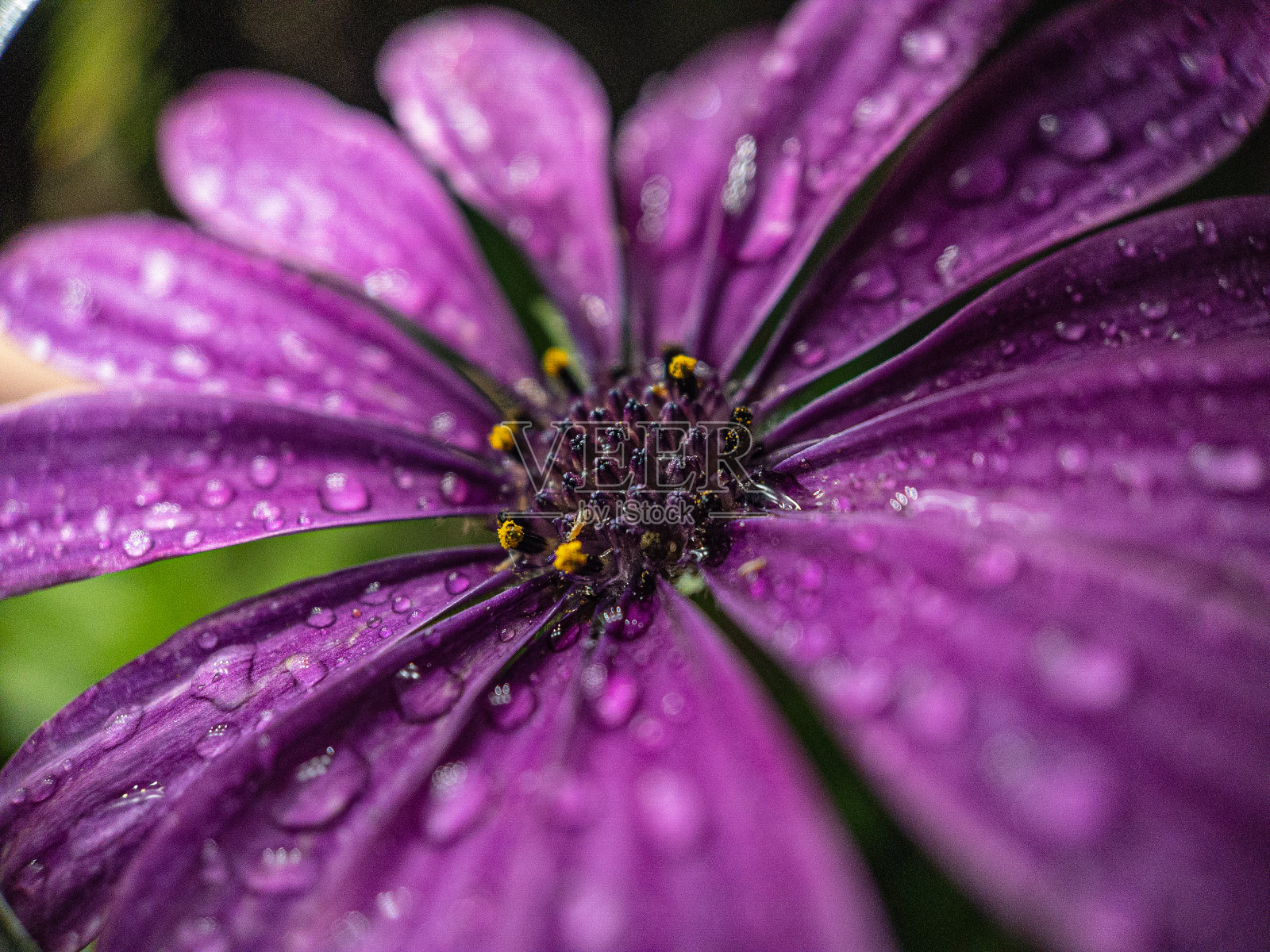 近景露珠吻紫色非洲雏菊在一个郁郁葱葱的花园在黎明照片摄影图片