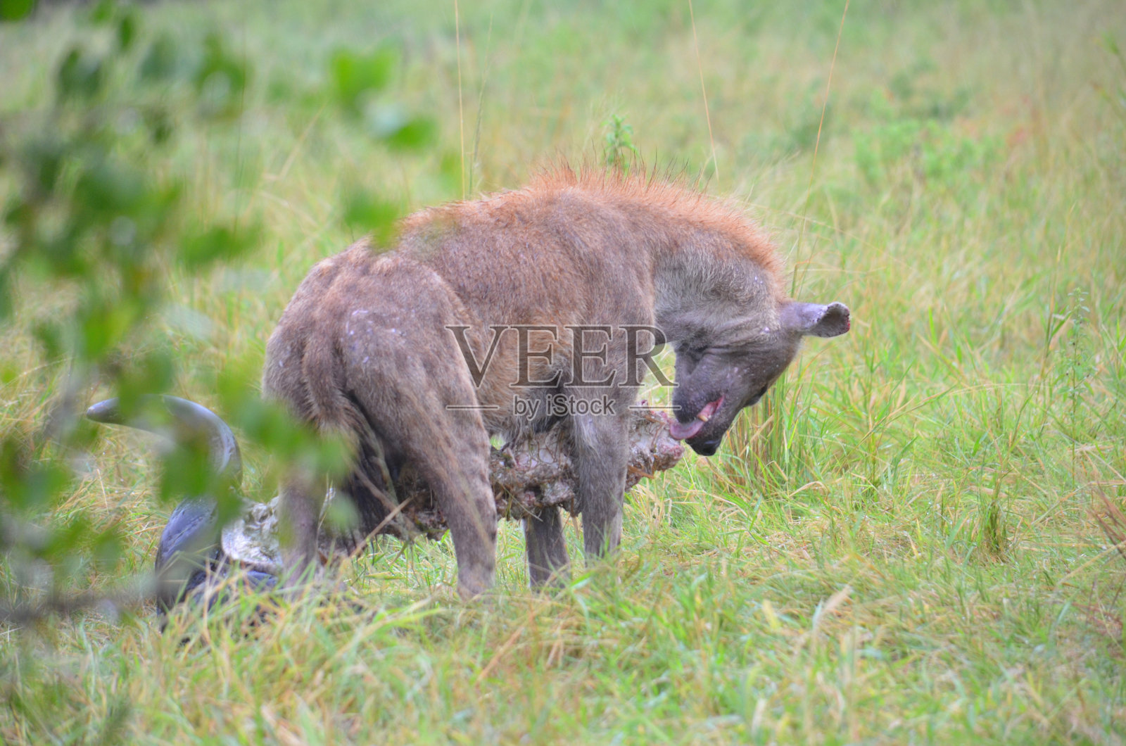在南非普马兰加省的克鲁格国家公园，一只鬣狗在水牛尸体上照片摄影图片