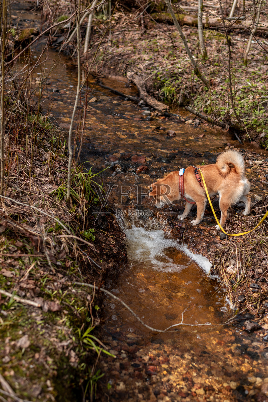 在一个阳光明媚的春日里，红色的柴犬正在从森林里的一条小河里喝水照片摄影图片