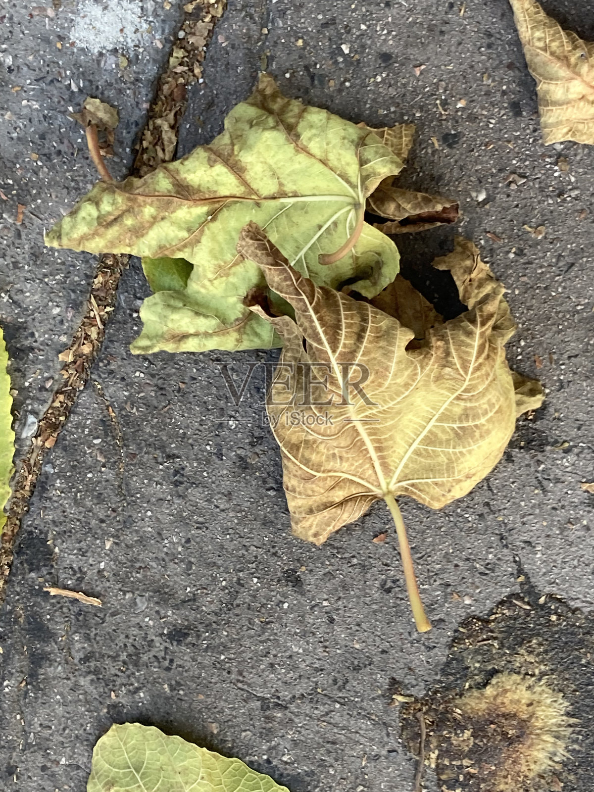 落叶在柏油路面上有棕有绿照片摄影图片
