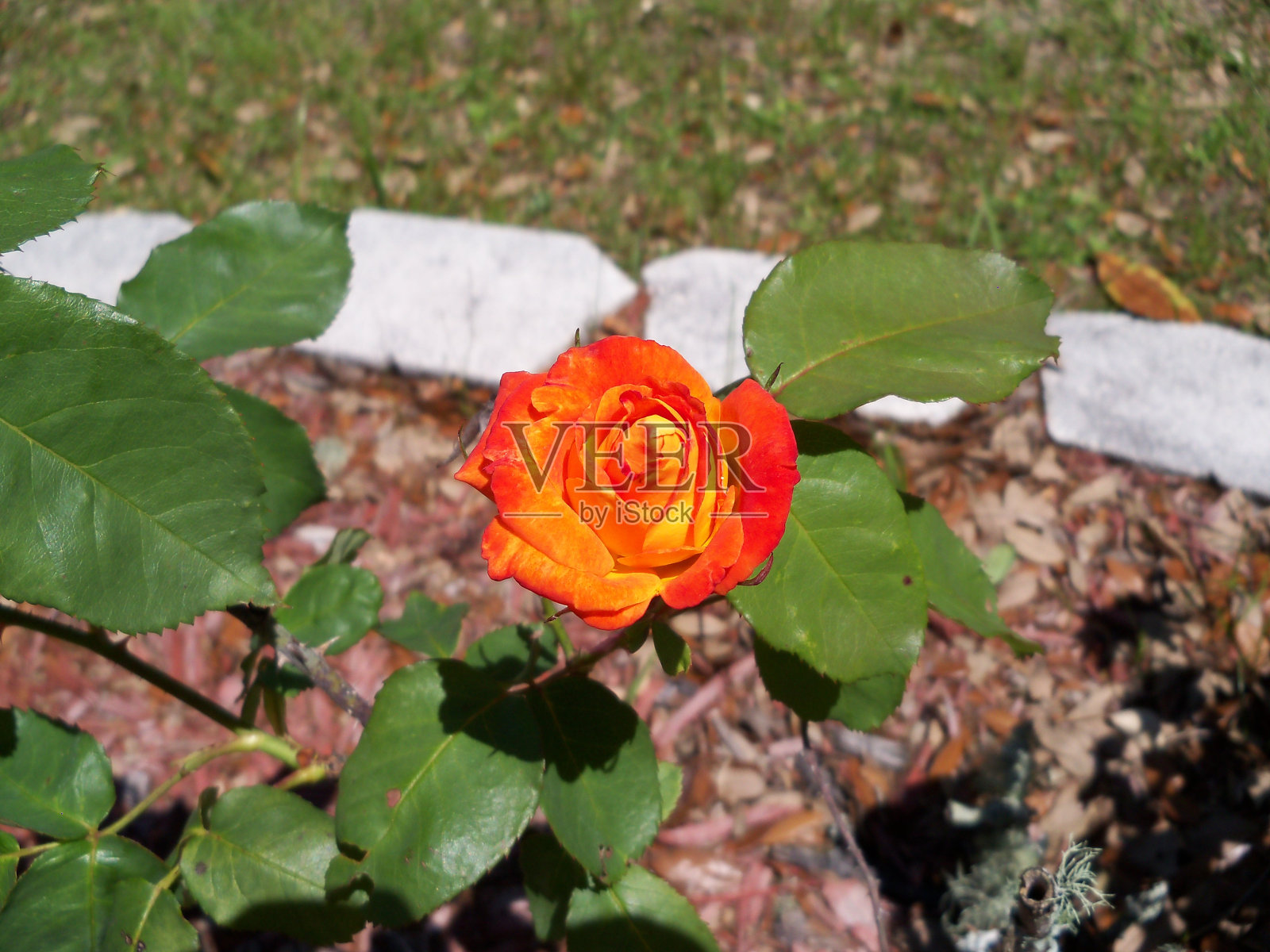 单瓣橙色雅各布斯大衣玫瑰色照片摄影图片