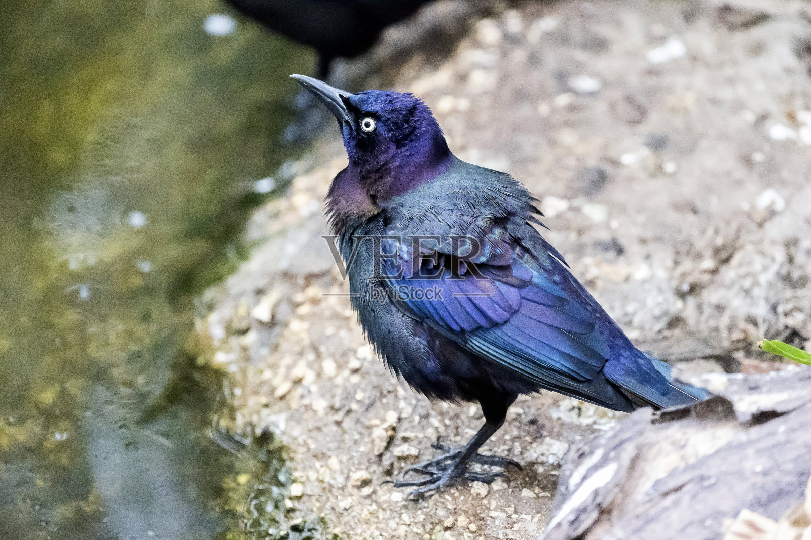 常见的白头翁之类照片摄影图片