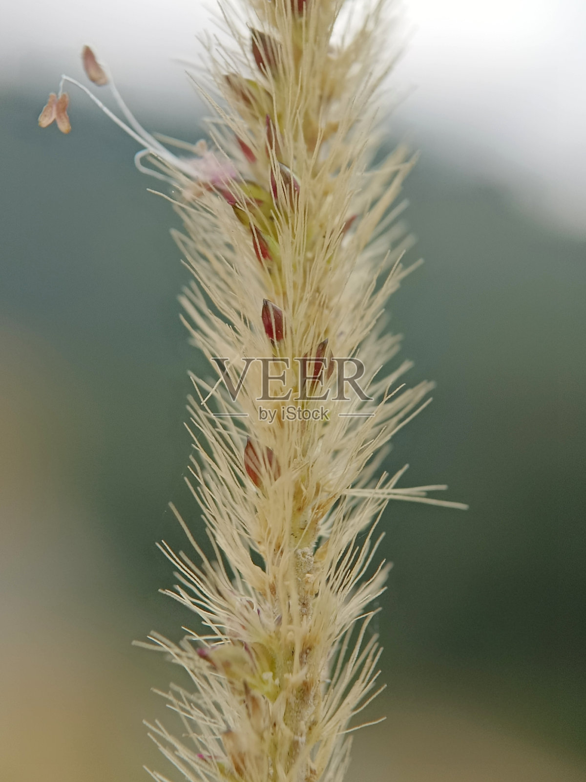 花园草花种子的散焦视图，背景模糊照片摄影图片