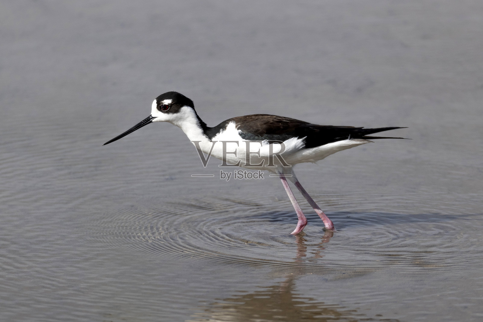 黑颈高跷照片摄影图片