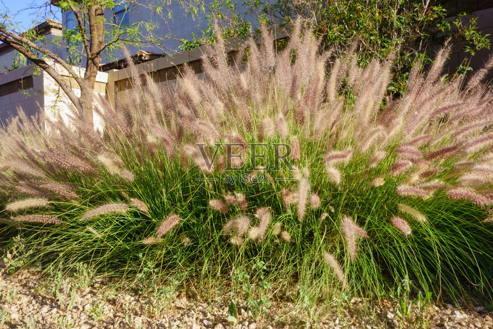 水草(Pennisetum setaceum)特写照片摄影图片