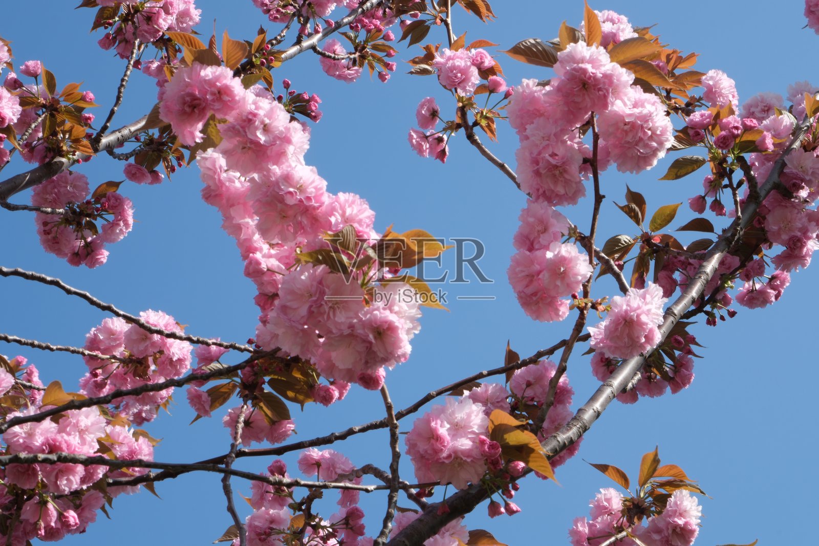 开着粉红色花朵的树预示着春天的到来照片摄影图片