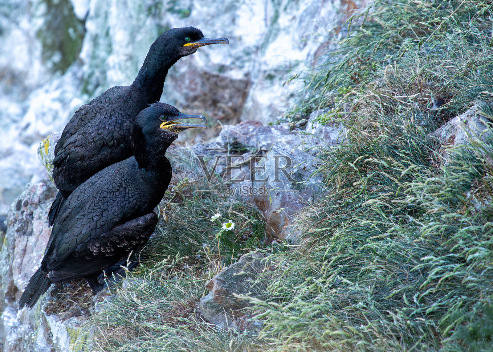 大鸬鹚(Phalacrocorax carbo) -分布在世界各地的海岸照片摄影图片