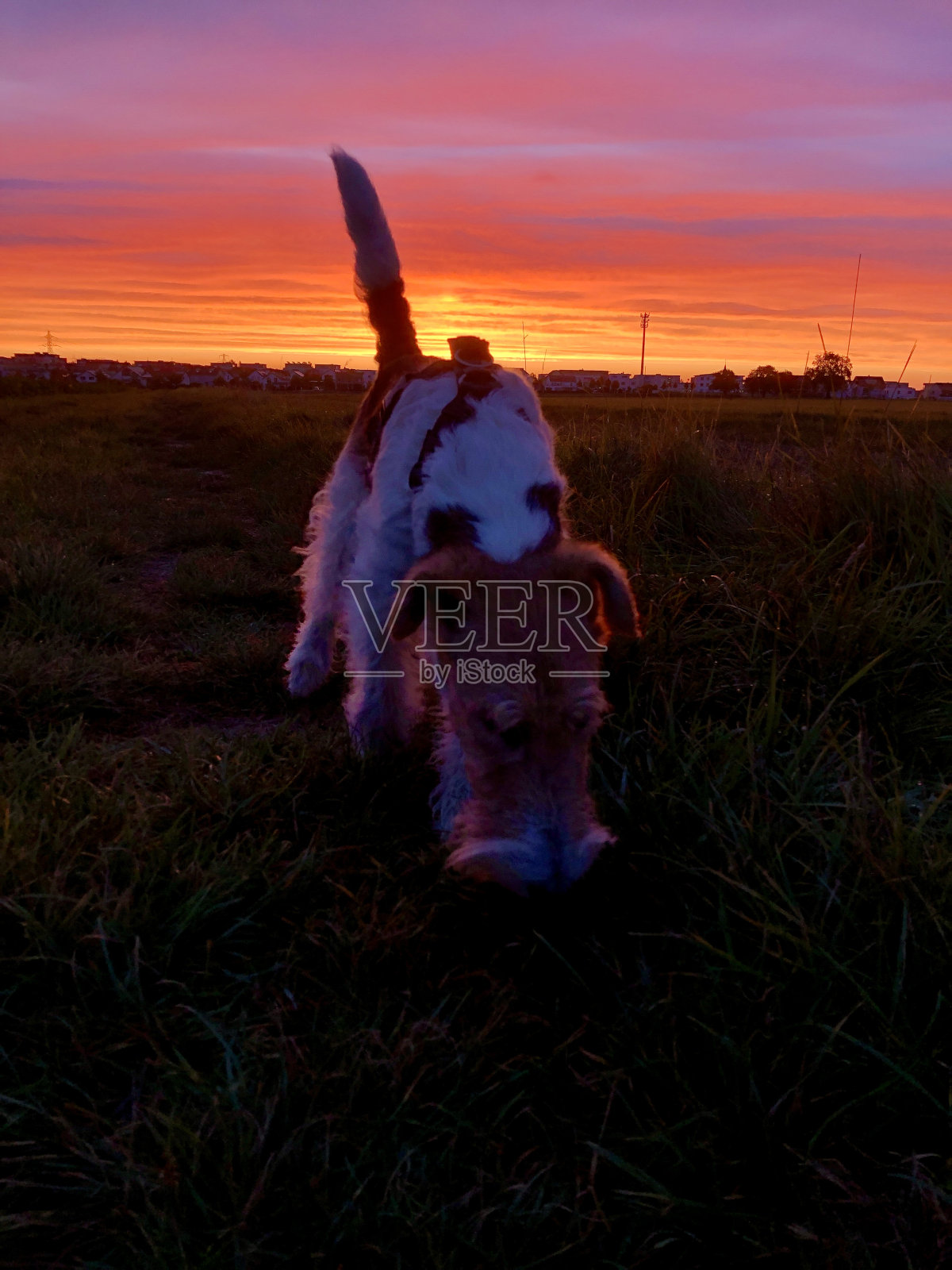 夕阳西下，前方有一只嗅探犬照片摄影图片