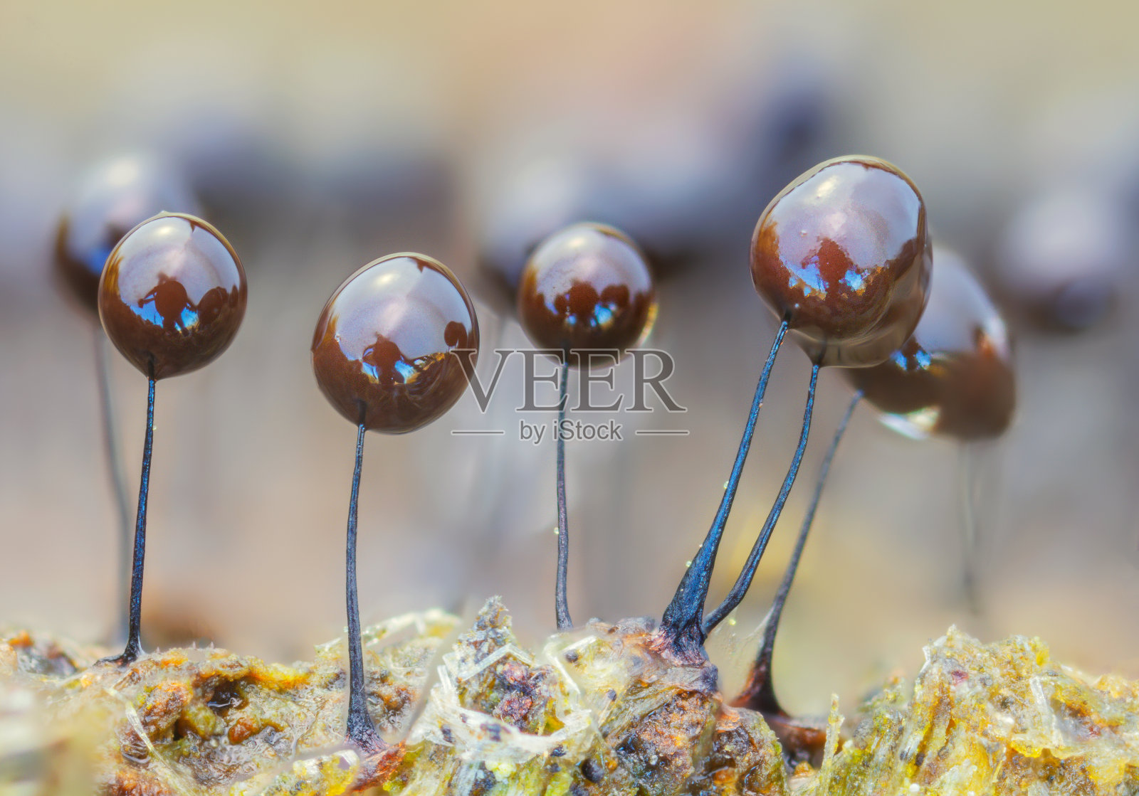 黏菌——菌门或黏菌门照片摄影图片