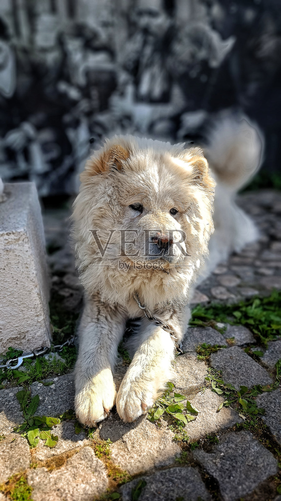 白色毛茸茸的狗在街上照片摄影图片
