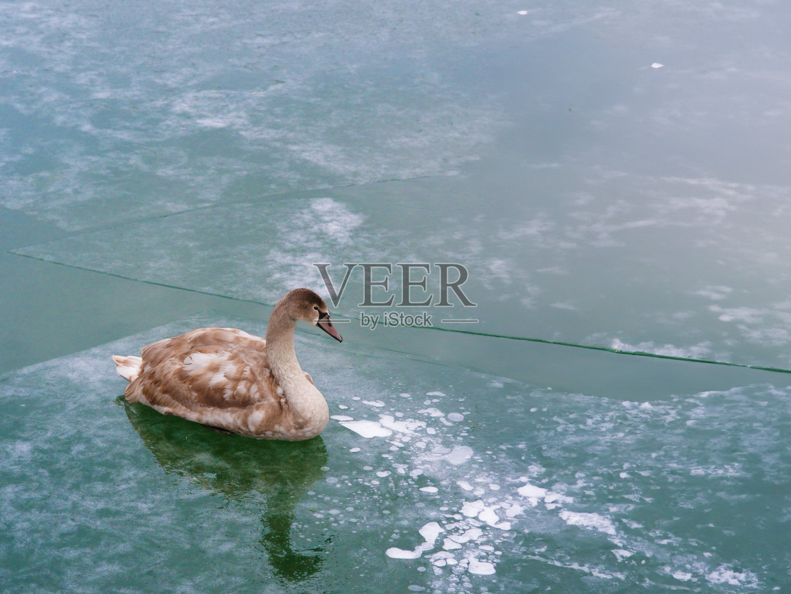 小天鹅的第一个冬天躺在冰冻的冰上照片摄影图片