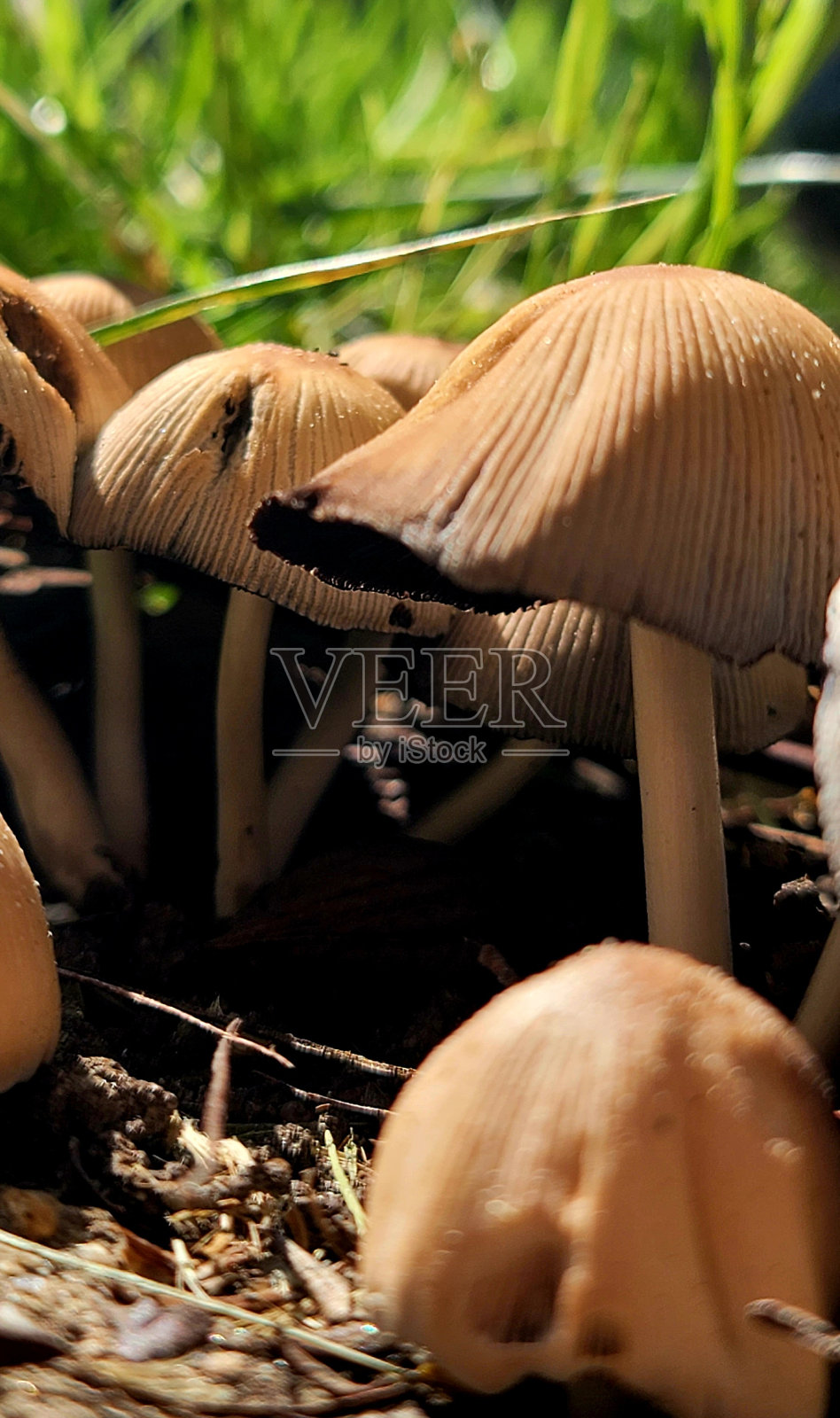 迷人的小蘑菇照片摄影图片