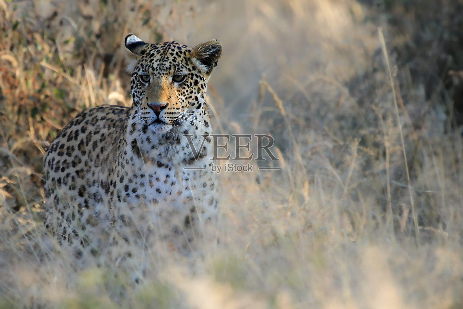 穿越非洲南部的公路旅行照片摄影图片