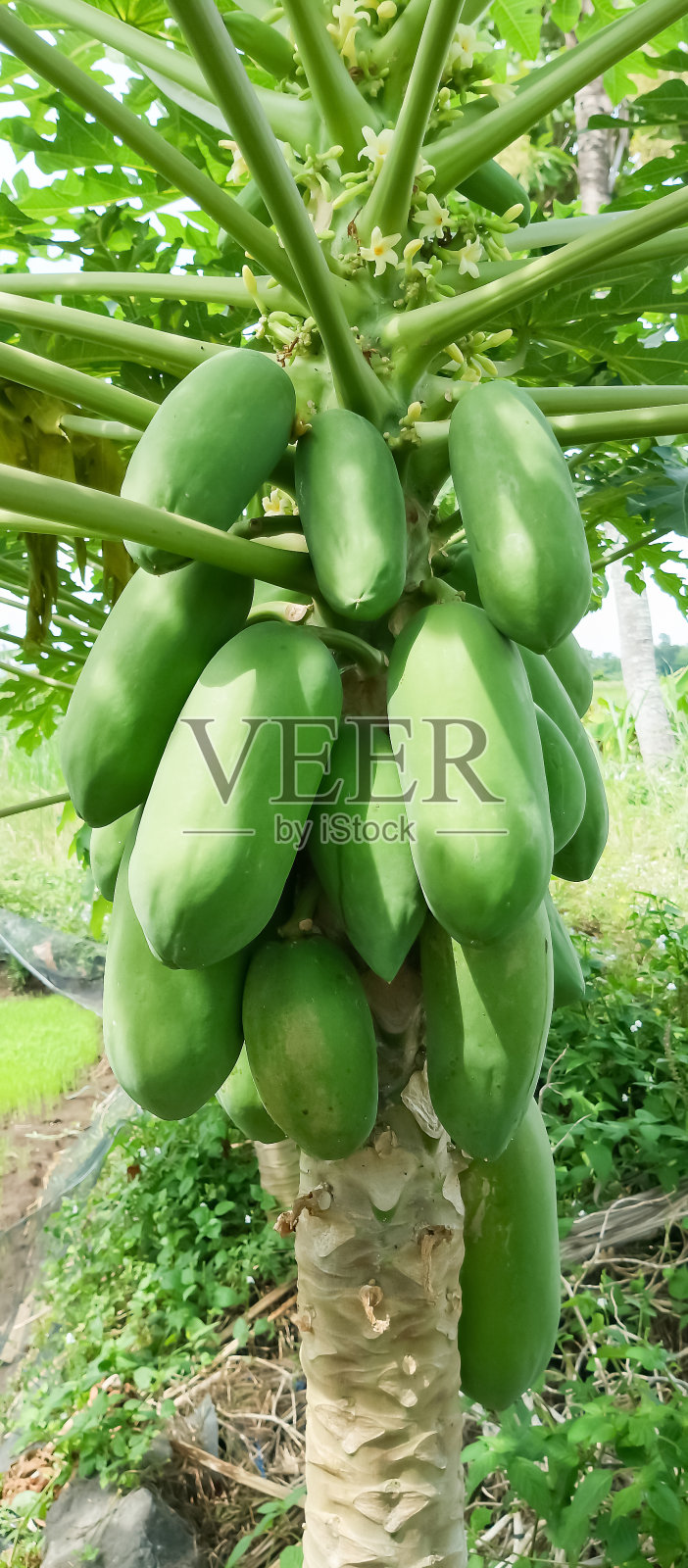 木瓜果实，木瓜树照片摄影图片