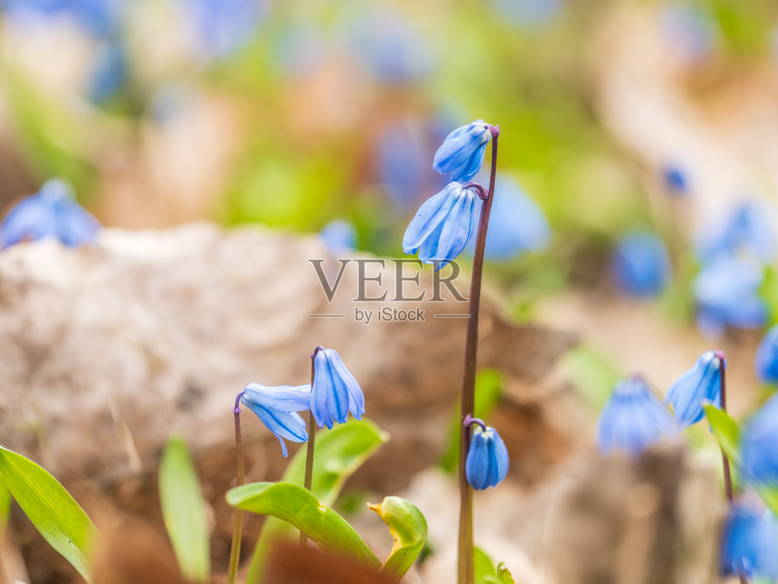 西伯利亚松鼠，木松鼠，草甸植物，在草地上开蓝色的花。春花背景照片摄影图片