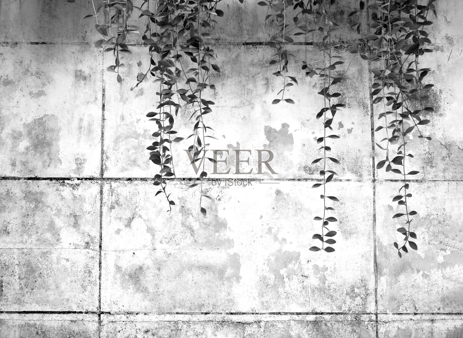 藤蔓，藤蔓或匍匐植物在旧白色水泥或垃圾抽象墙背景与复制空间在黑白风格。单色色调的自然艺术植物壁纸。照片摄影图片
